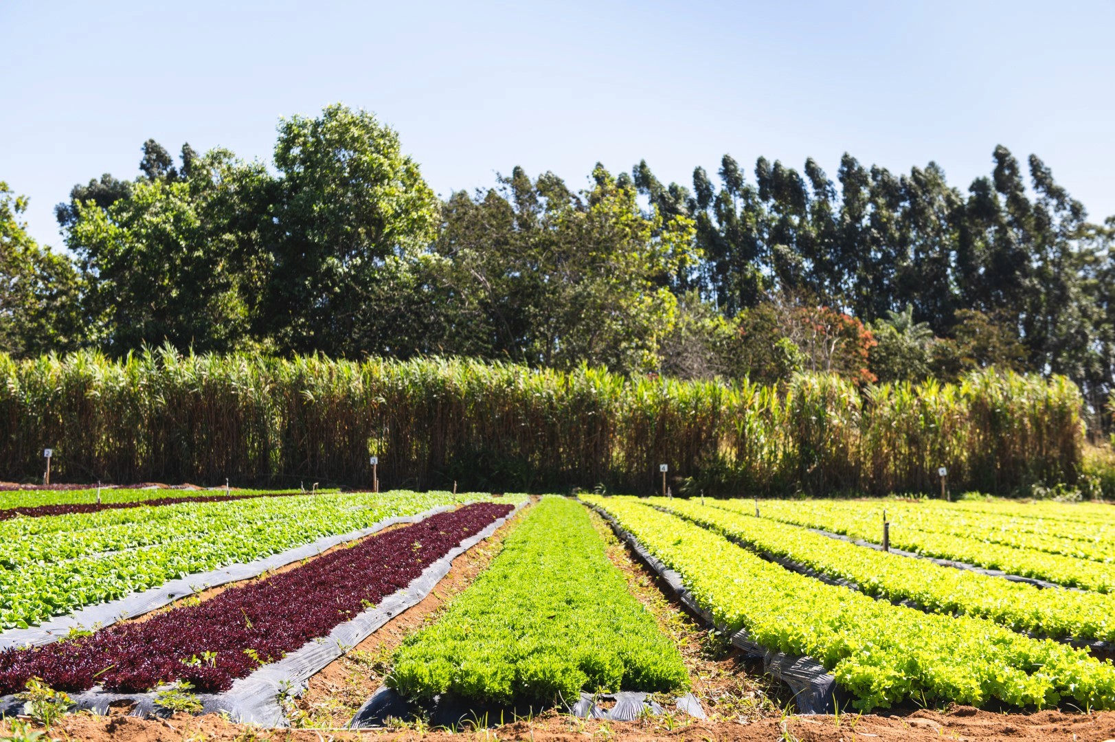 Foto de Verduras