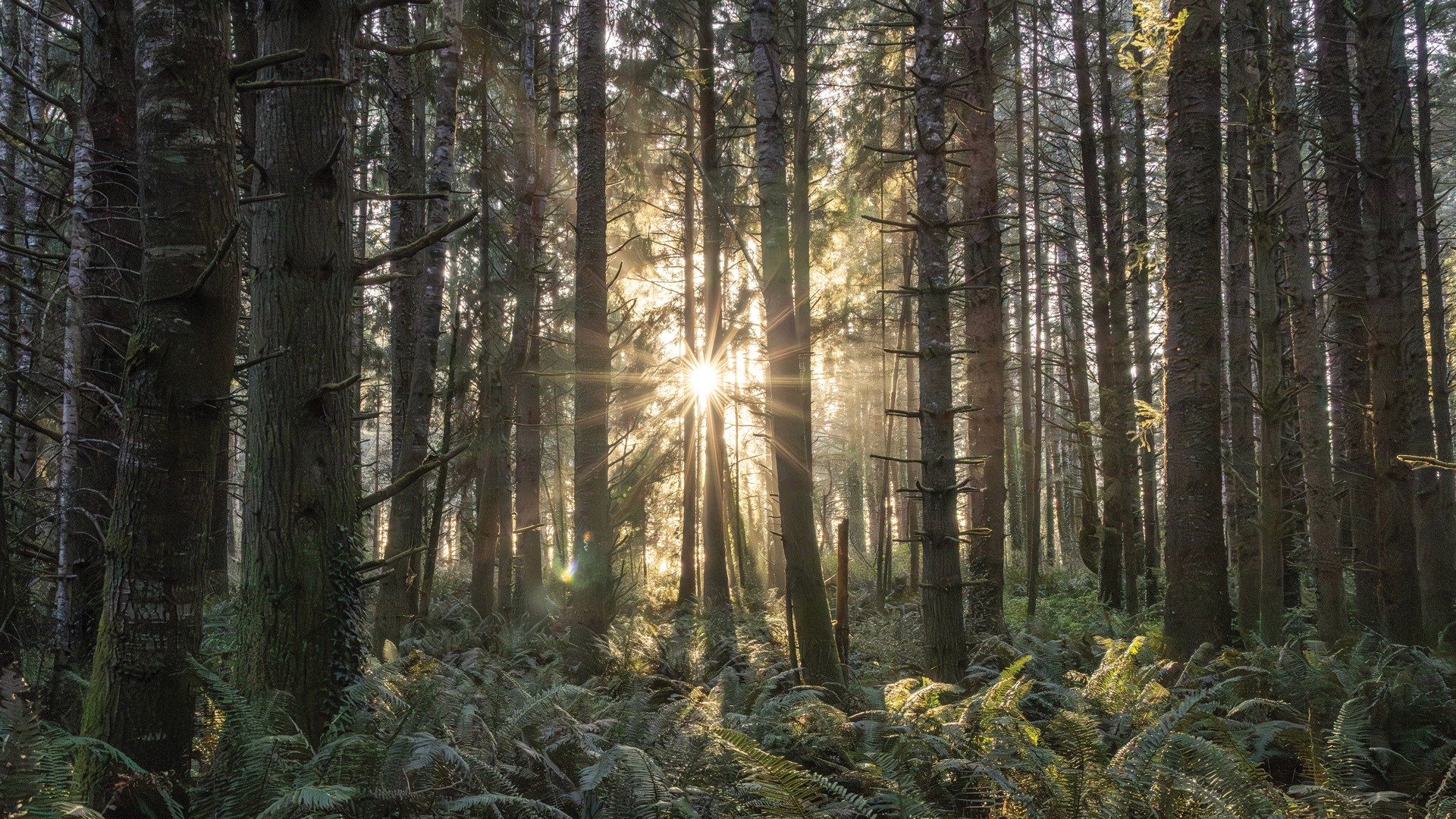 cappuccino in background with plant