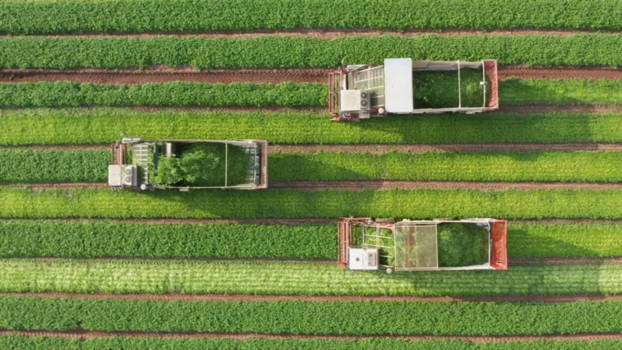 Aerial view of harvesters working green crop rows