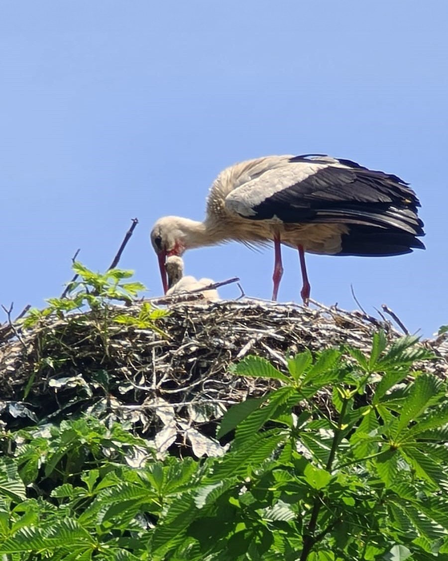 Weißstorch füttert Jungvögel in einem Nest