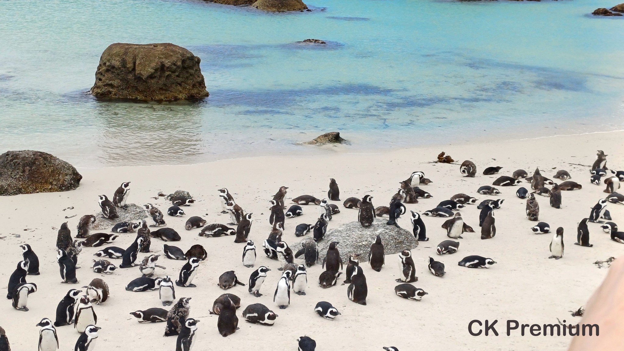 JAR - Boulders beach s tučňáky