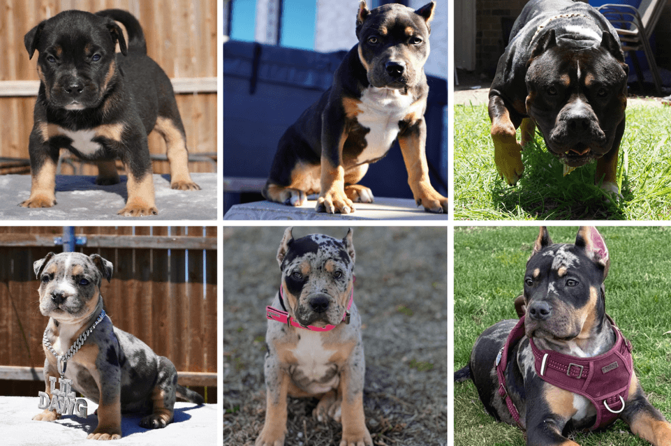 A collage of different dogs

AI-generated content may be incorrect.