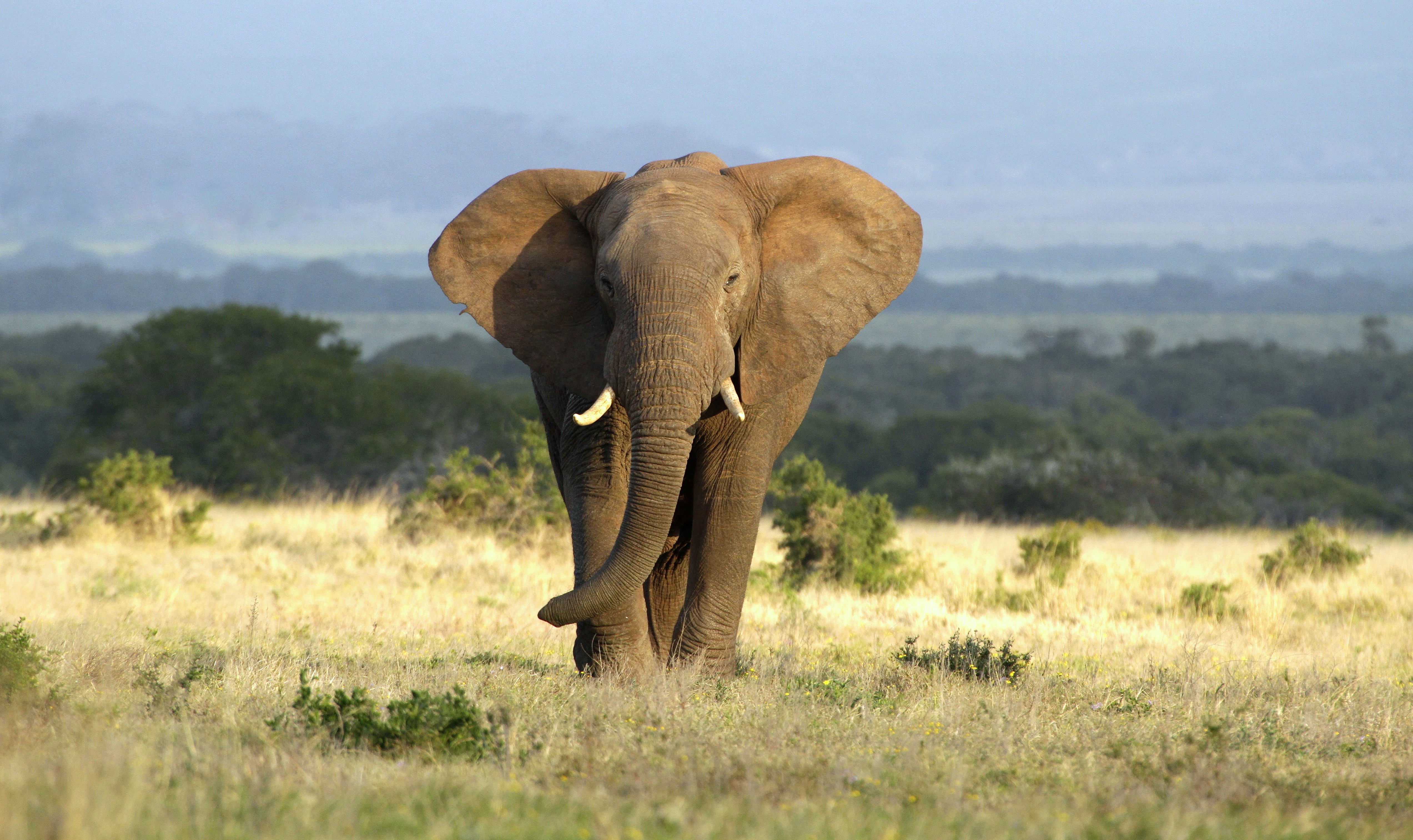 Elephants return to eastern Zambia for the first time in over 50 years