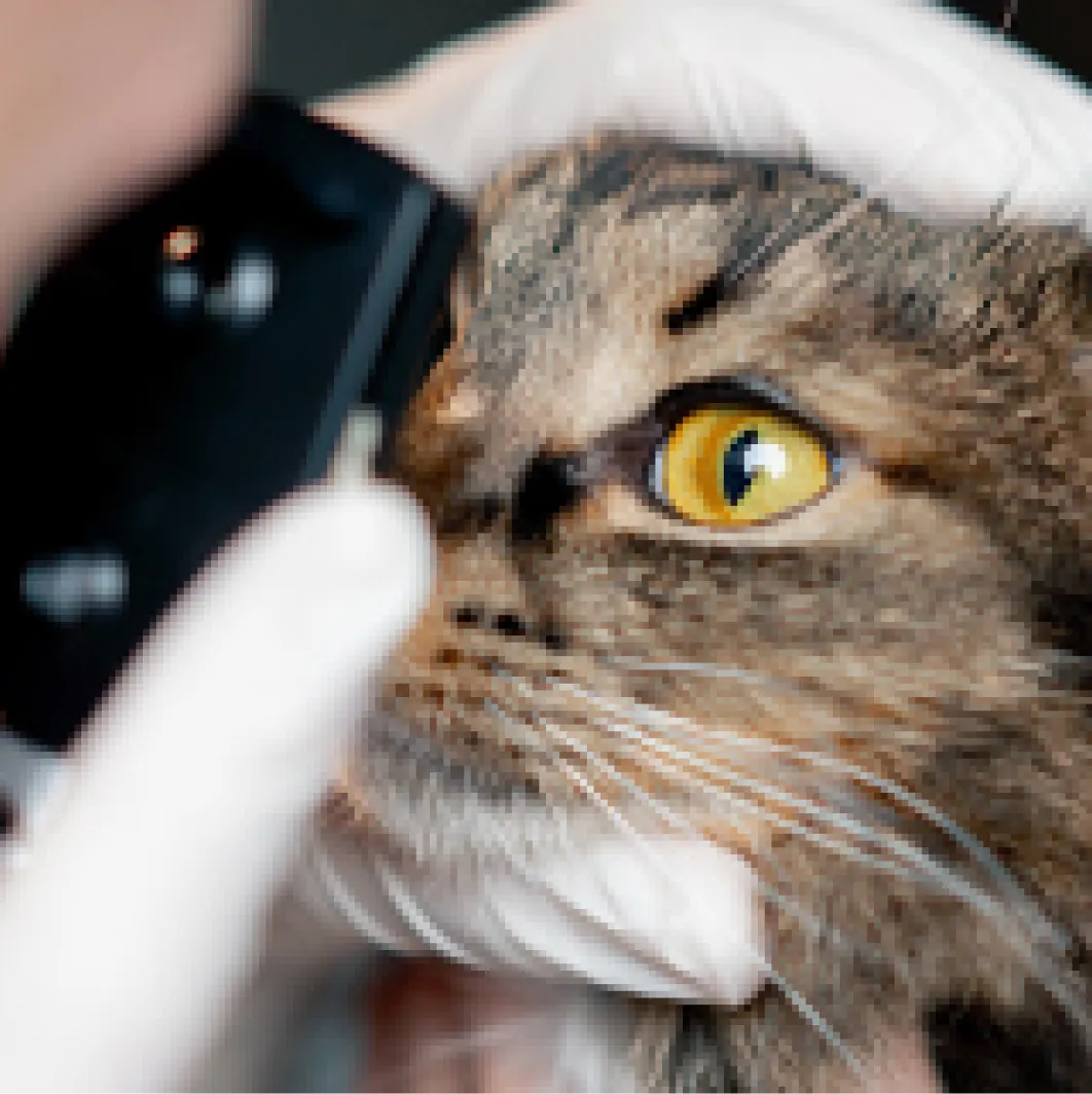 Capa do serviço veterinário Microcirurgias