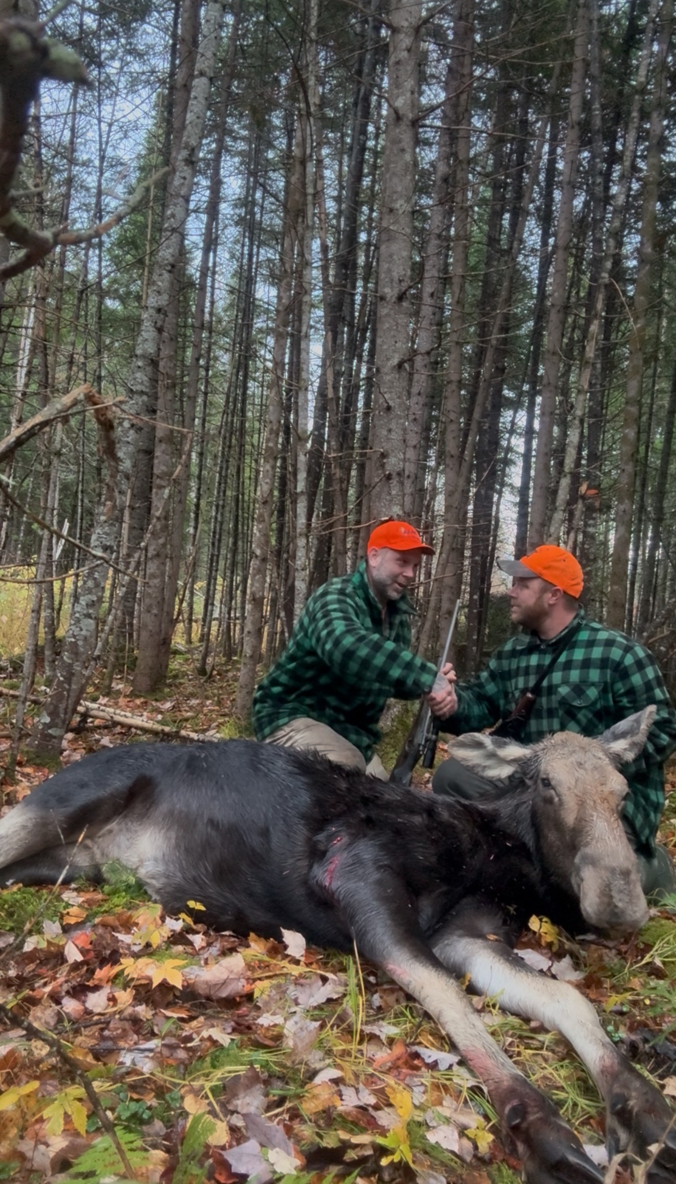 maine moose hunting guide