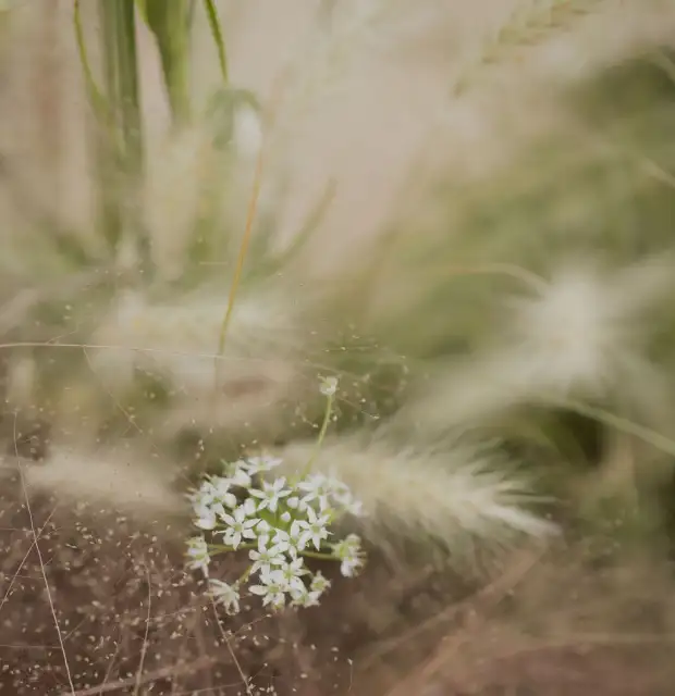 Fotografía macro de flor blanca entre pastos secos para proyectos editoriales o de diseño que buscan transmitir sutileza, textura y calma natural.
