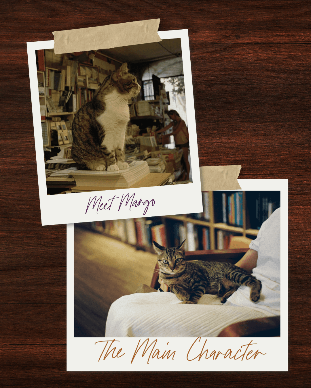 Two polaroid photographs of a cat in a bookshop, labeled 'Meet Margo' and 'The Main Character' in handwritten script, layered on a dark wood background.