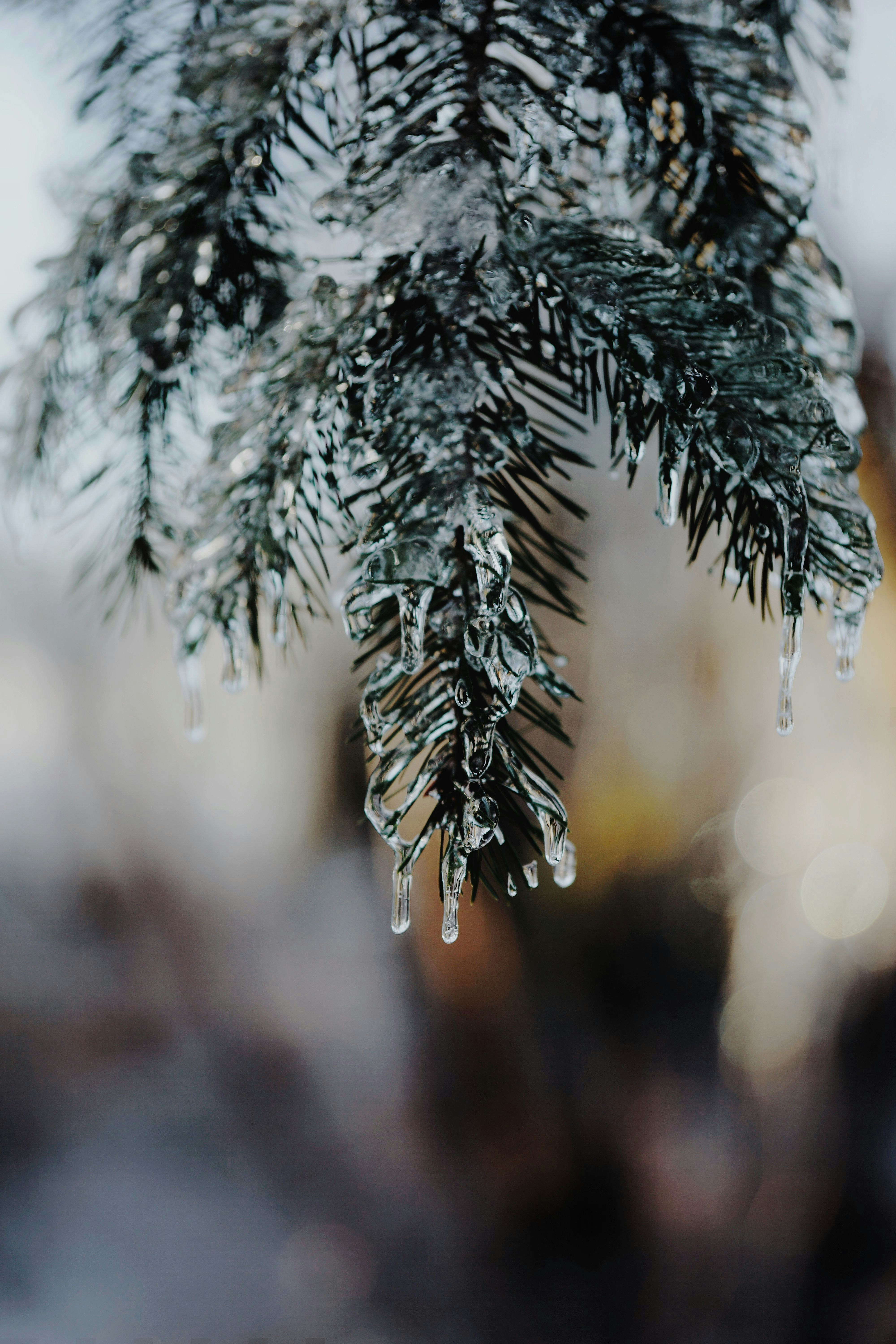 A frozen tree branch