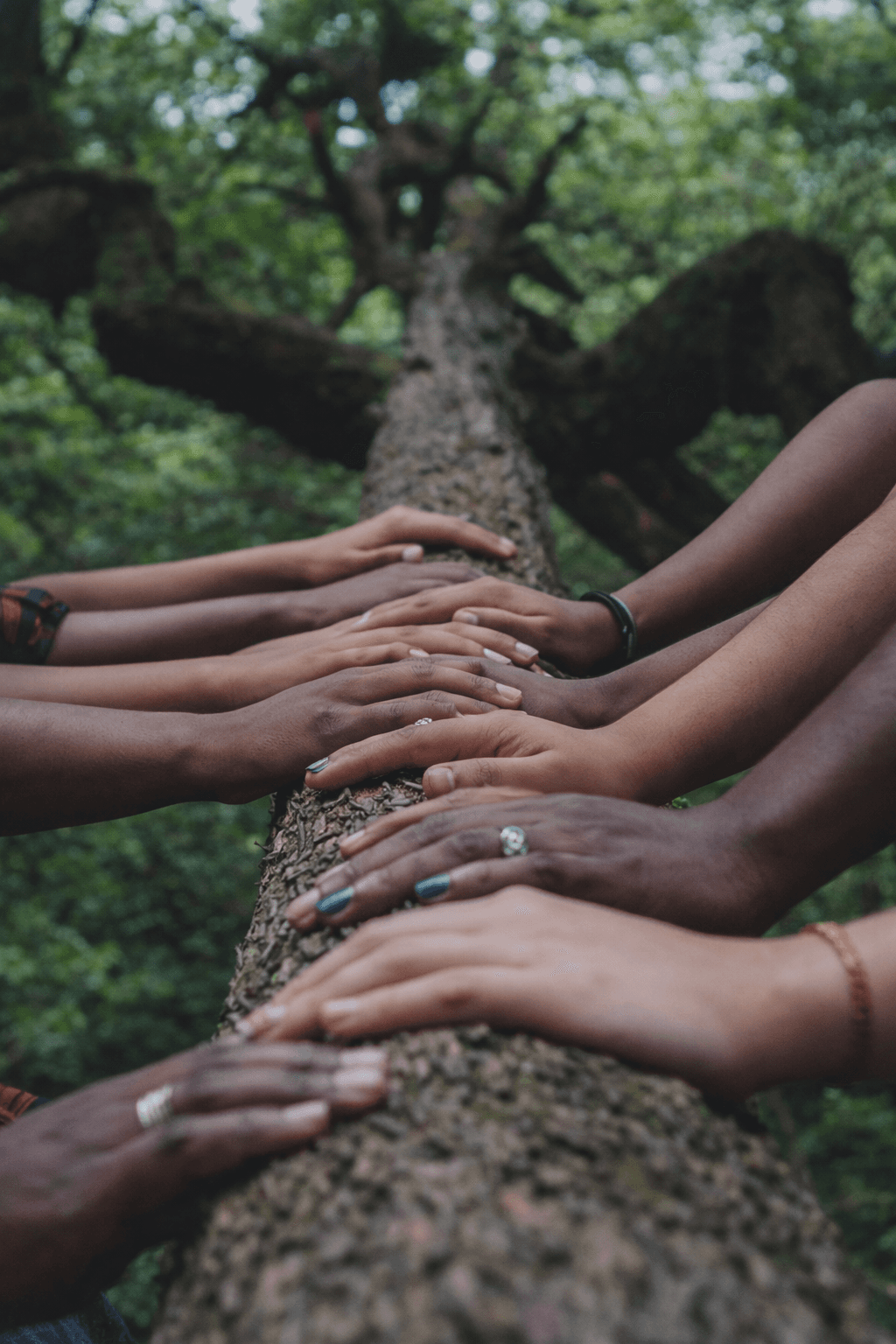 A group of diverse hands rests together along the trunk of a large tree in a lush green forest, symbolizing unity, collaboration, and shared purpose.