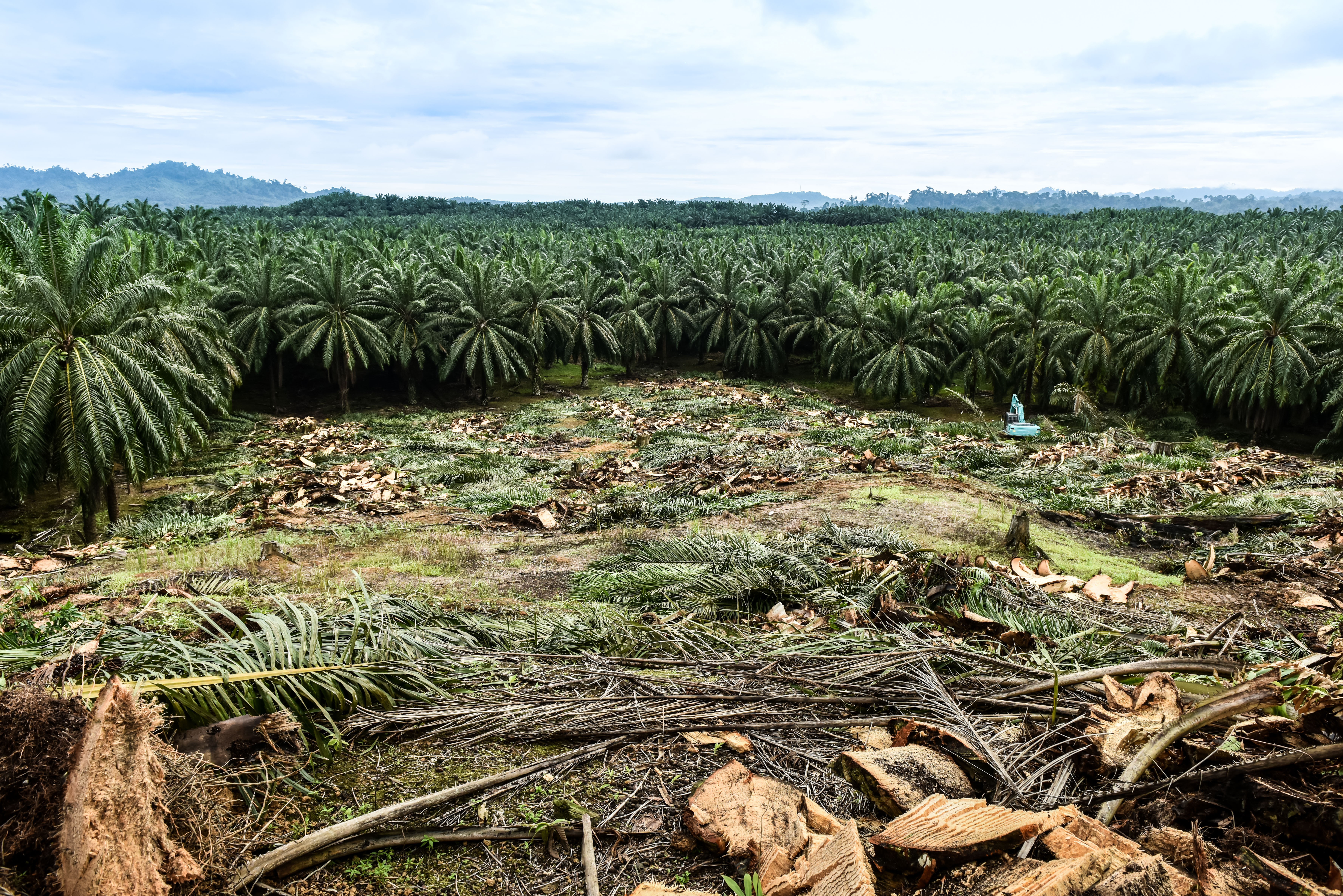 EU deforestation law delayed one year