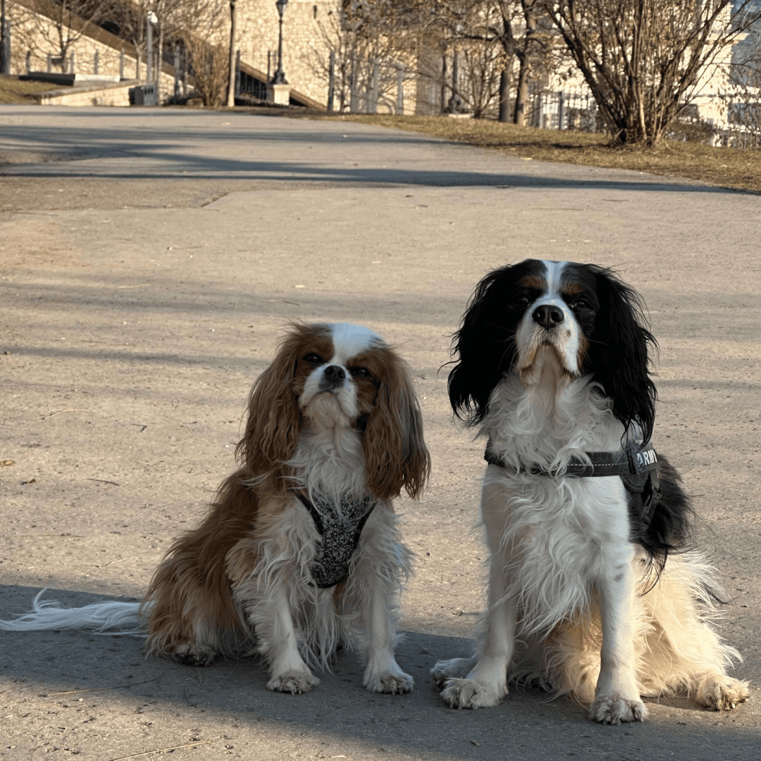 Bingo and Bongo, two Cavalier King Charles Spaniels at Copyfolio, the mischievous duo also known as chaos goblins with paws.