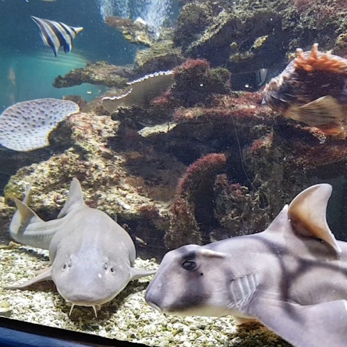 На выставке представлены многие виды акул и скатов, с несколькими сеансами кормления в день.