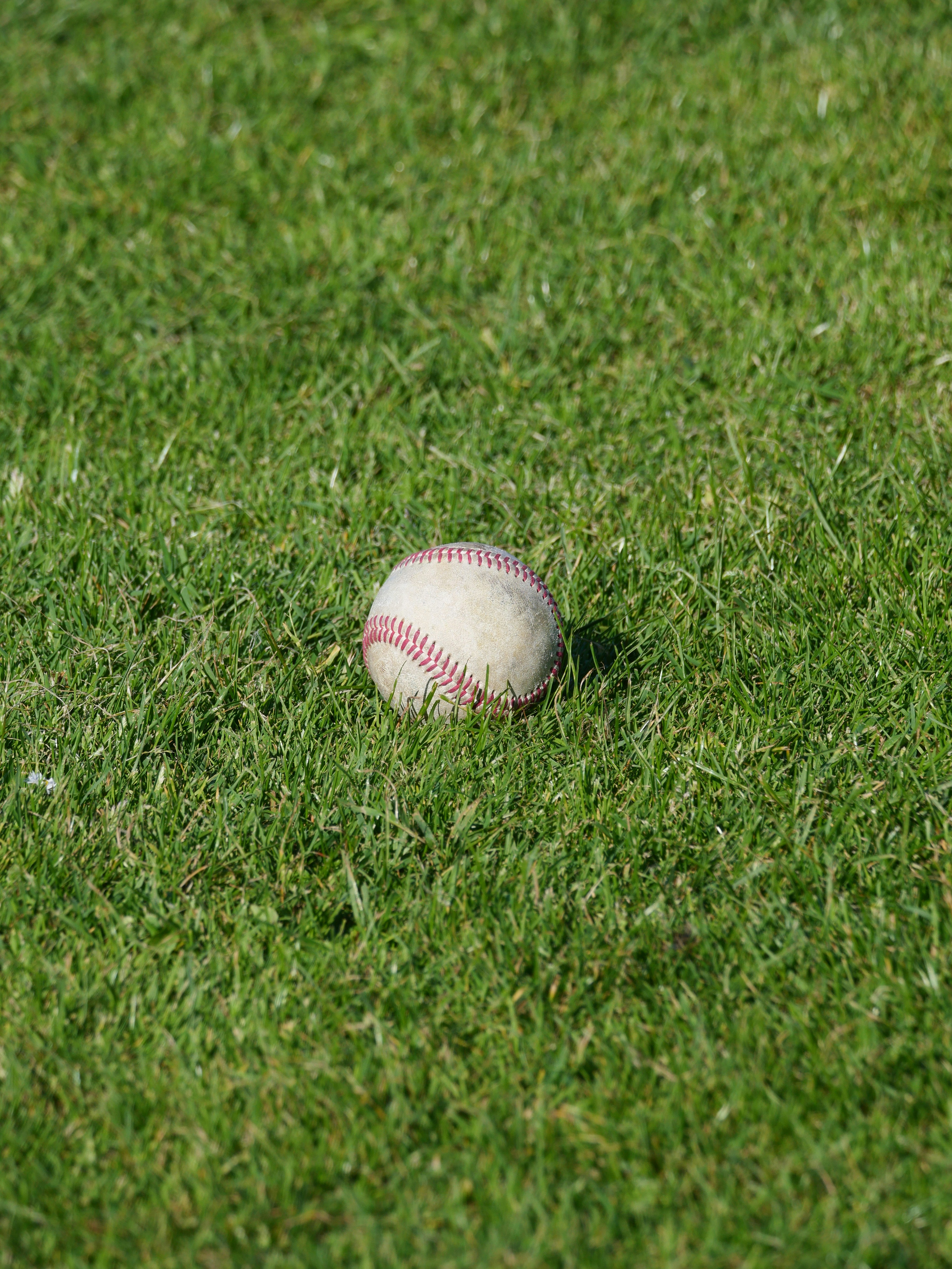 A baseball rests in the lush green grass.