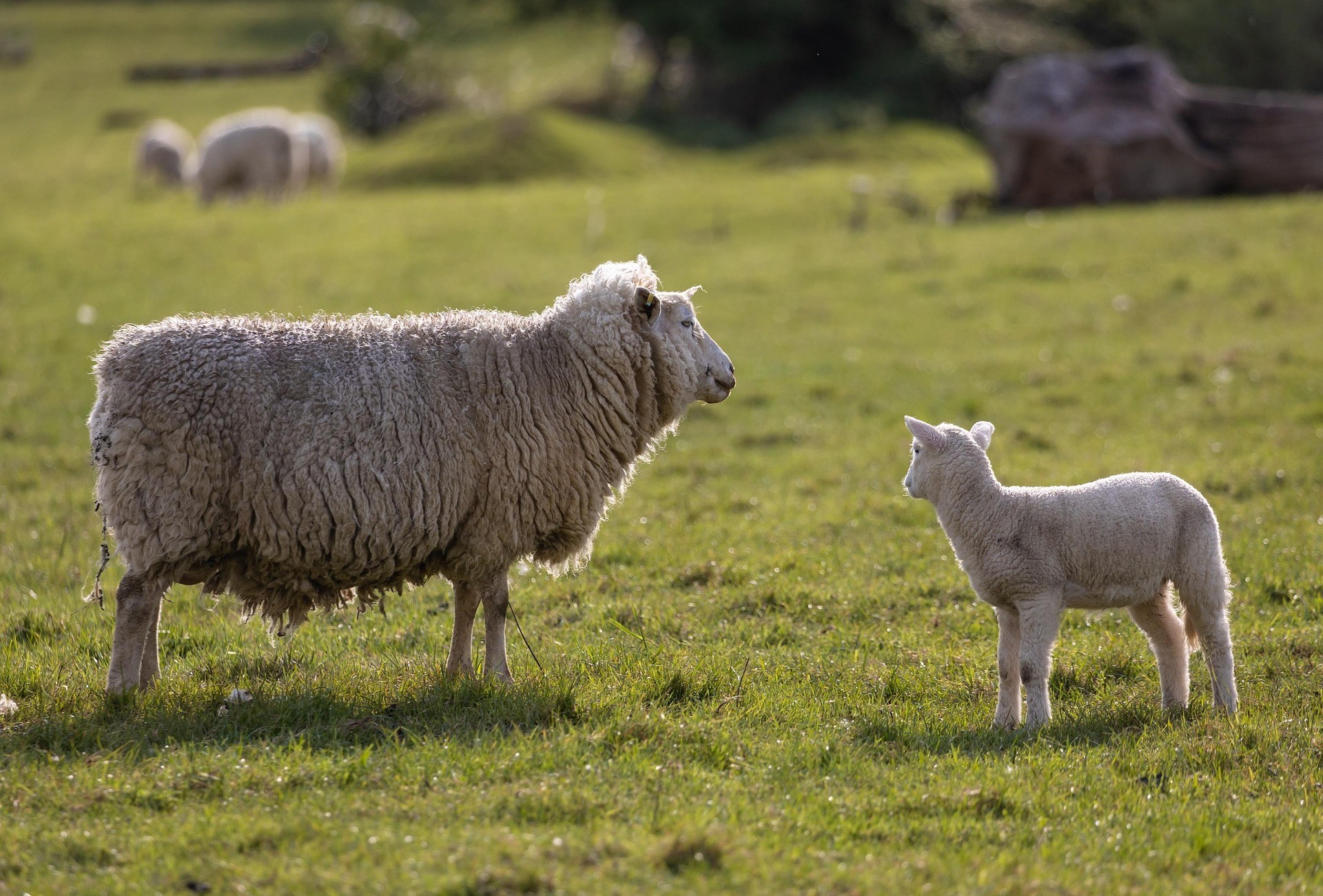 High-quality Ethiopian livestock for international trade