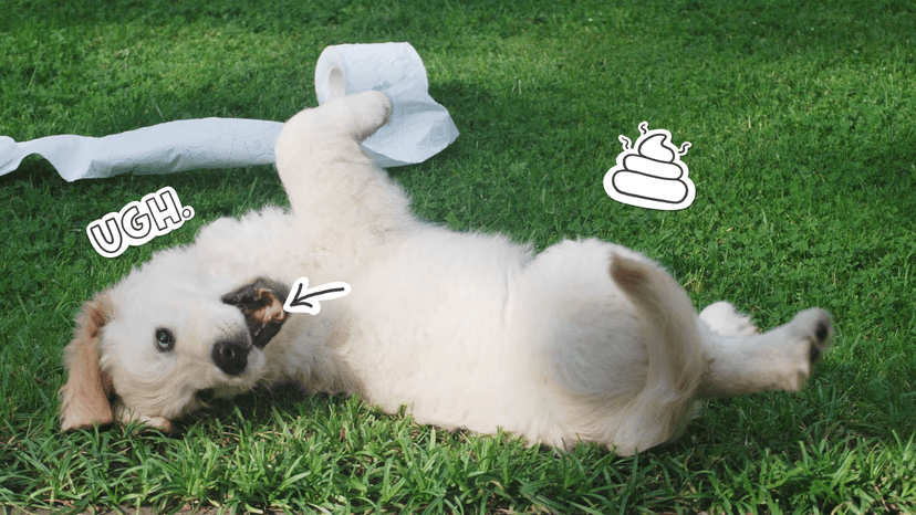 Obese Pug, Photo by An Nguyen