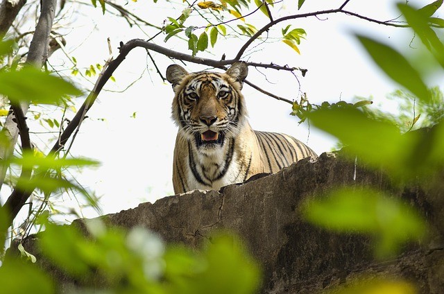 Ranthambore Safari