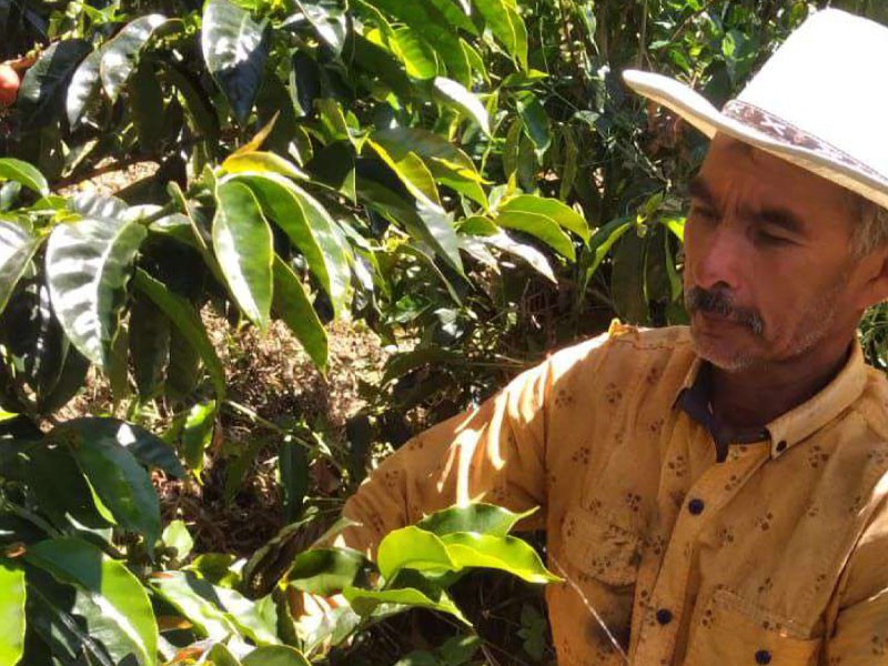 Los Pirineos Farm: Orange Pacamara Natural