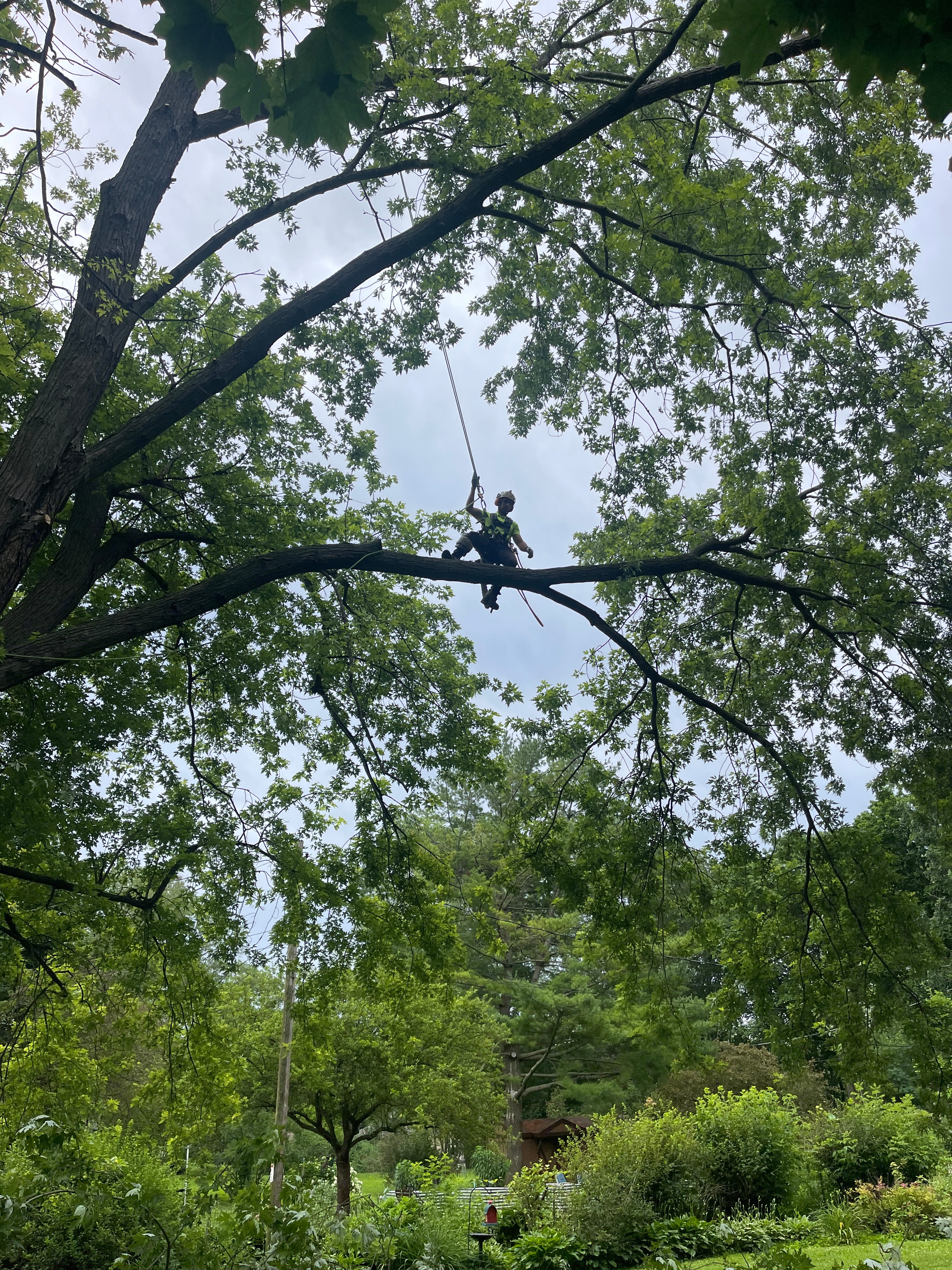 Professional arborist working in the canopy removing dead branches from a tall backyard tree