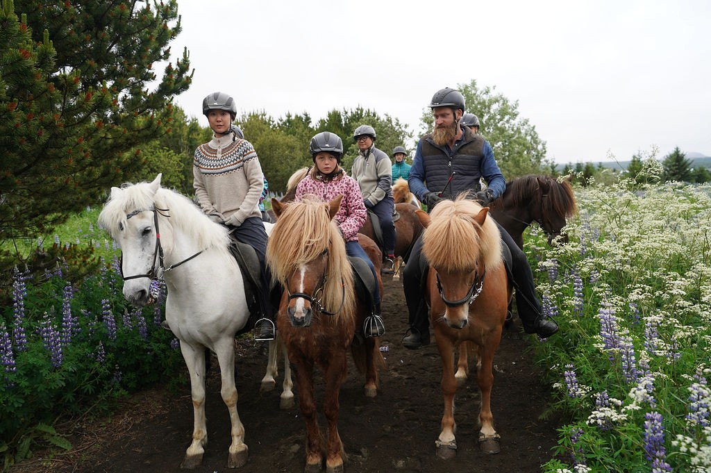 傍晚的马在休息