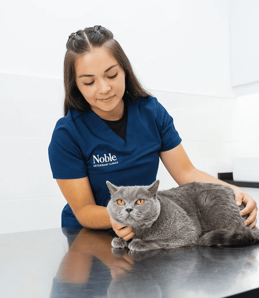 A Noble Vet staff member gently holding a grey cat on the table of the cat-friendly clinic.