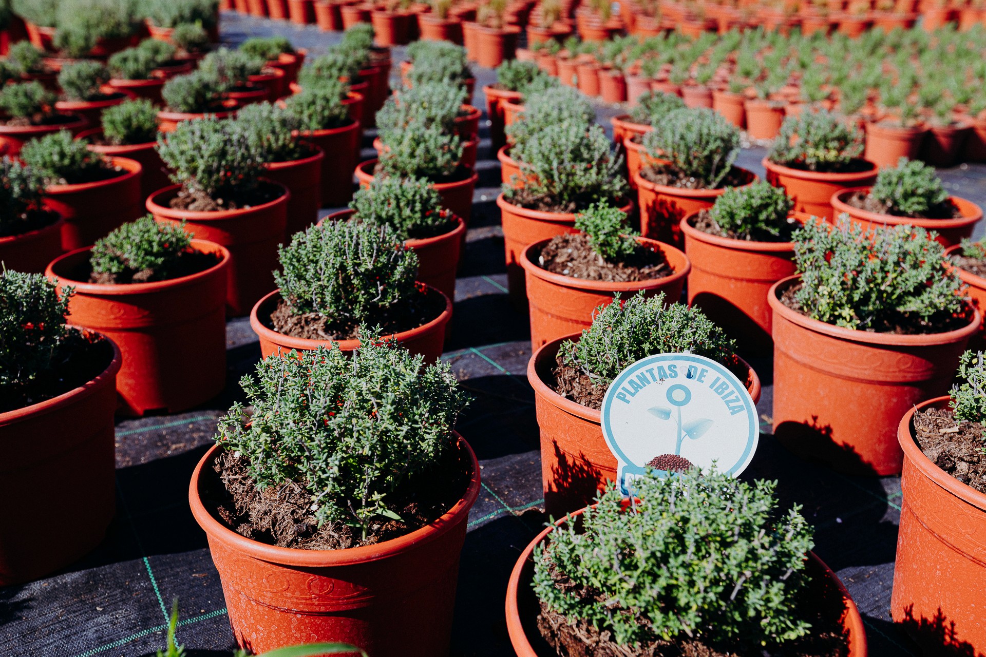 Eco-friendly garden celebrating World Environment Day