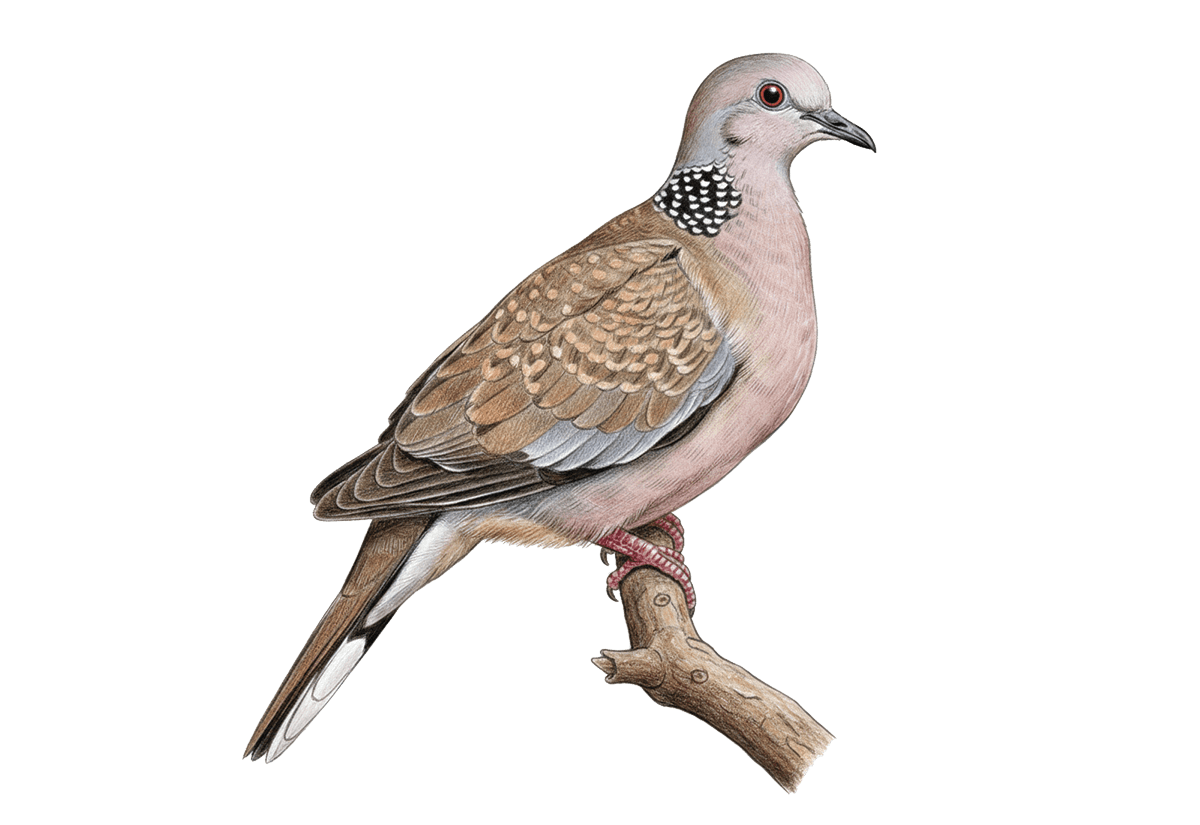 Spotted Dove illustration