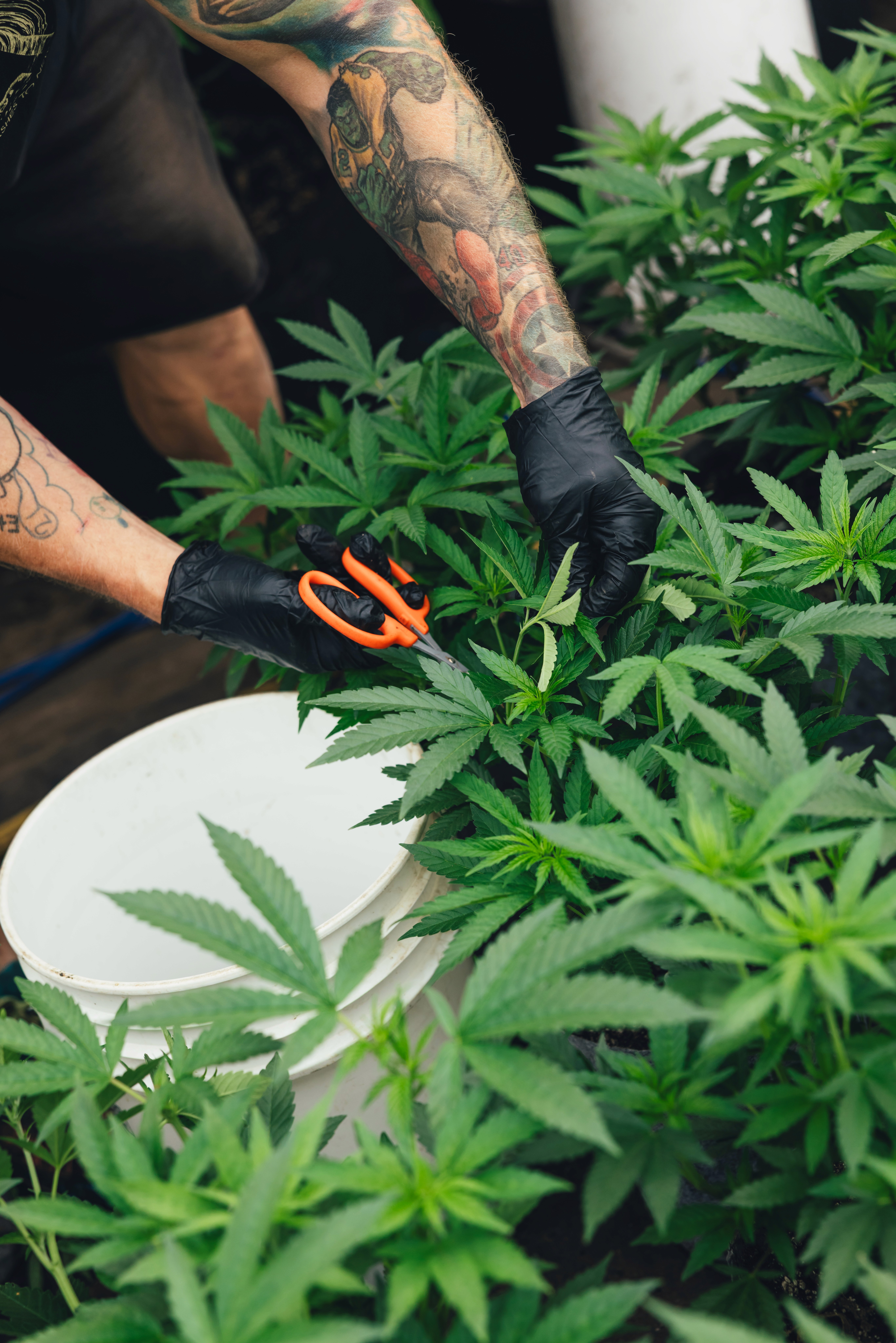 Minnesota Cannabis Cultivation