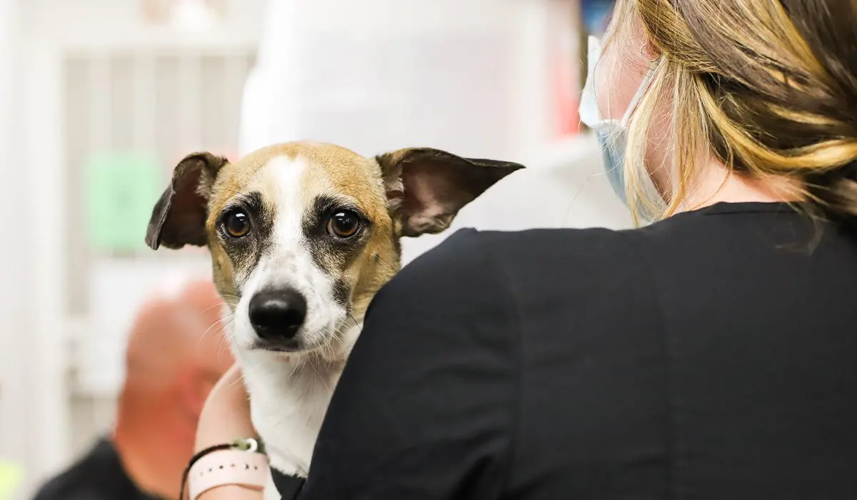 A close up of a veterinary technician holding a worried dog