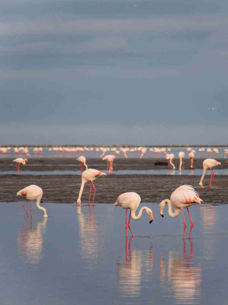 Walvis Bay flamingos, Namibia