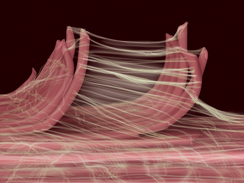 human fascia close up