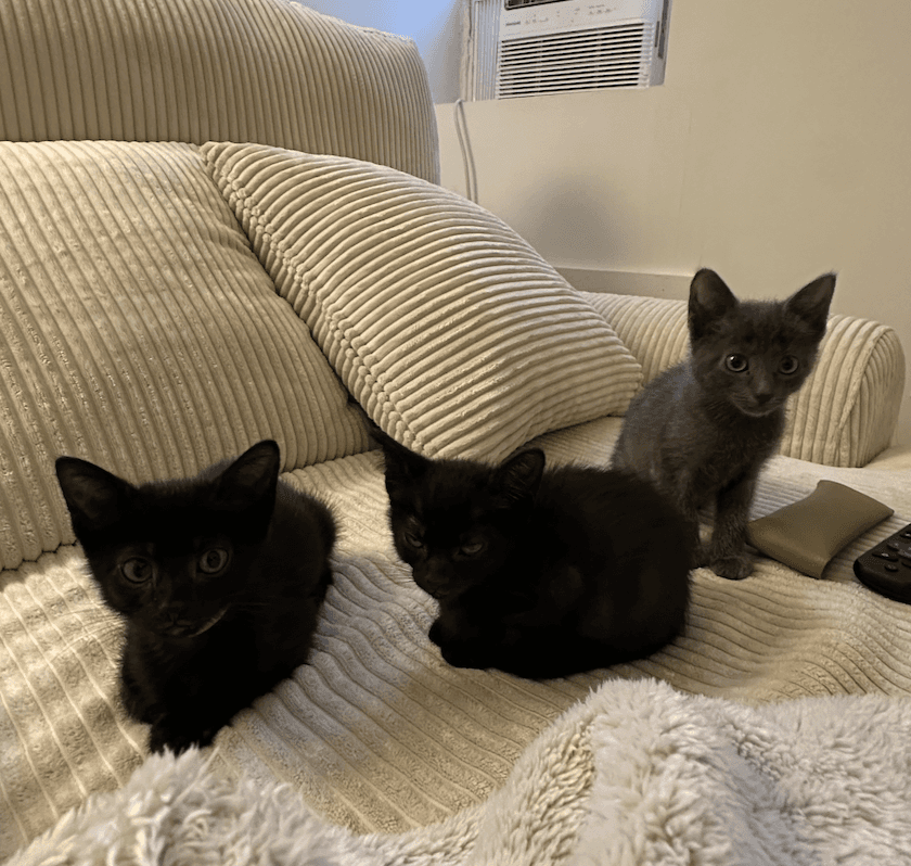 Azure, Jean, and Bolt