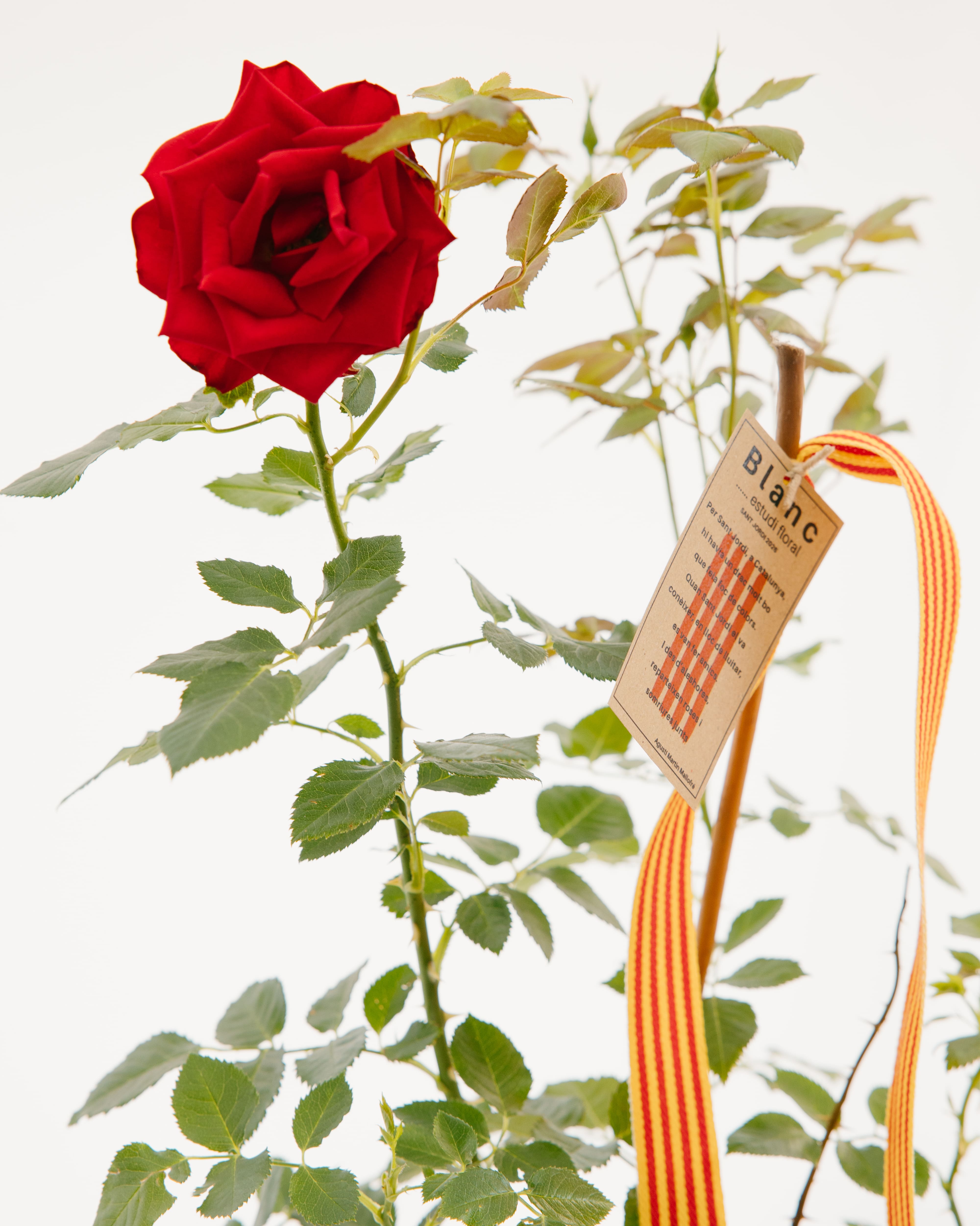 Plànol detall d'una rosa vermella vibrant a la part superior d'un roser en test, fulles verdes, una estaca de fusta, una cinta de la senyera vermella i groga i una etiqueta de cartró marró de 'Blanc Estudi Floral'