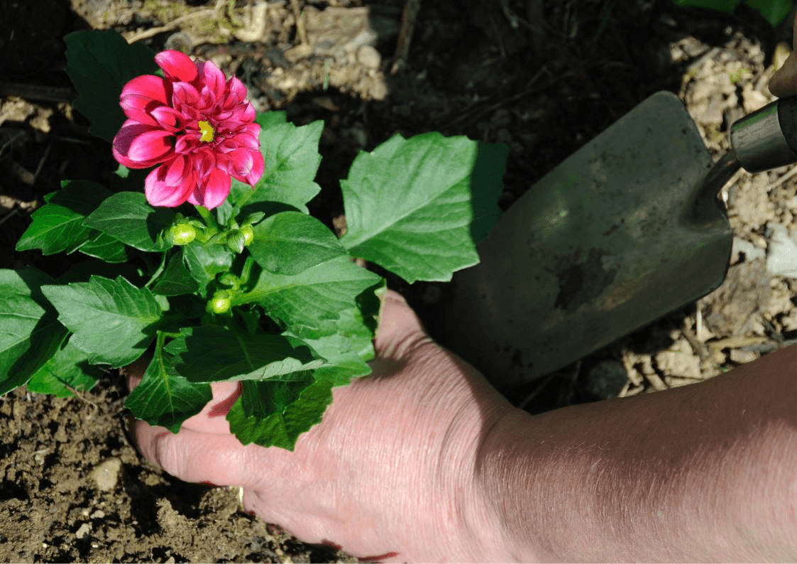Preparing your garden for the summer heat