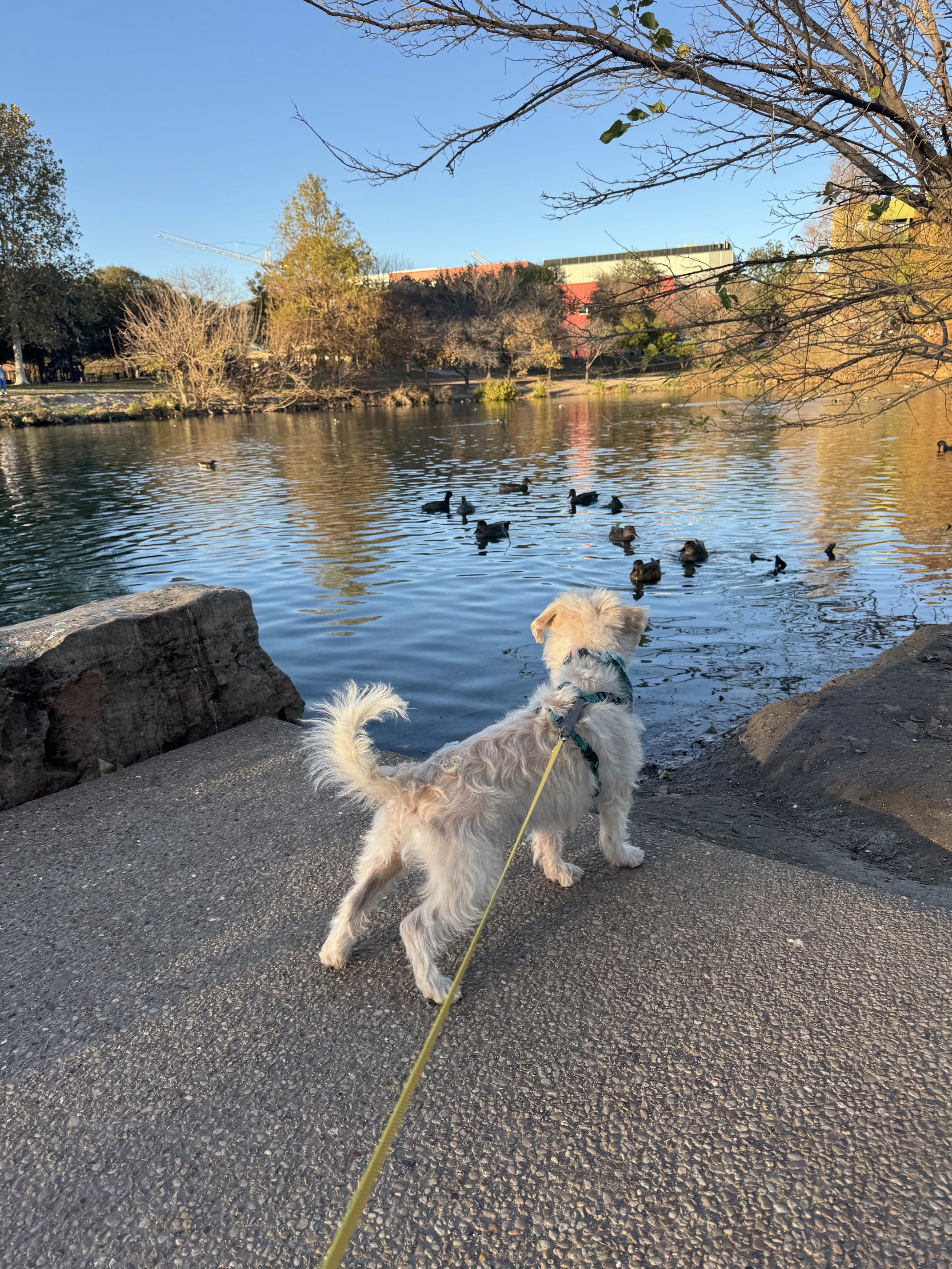 MRG's Doggo friend, Wally, respectfully watches the ducks at Girard Kinney Lake Park, safely secured to his leash.