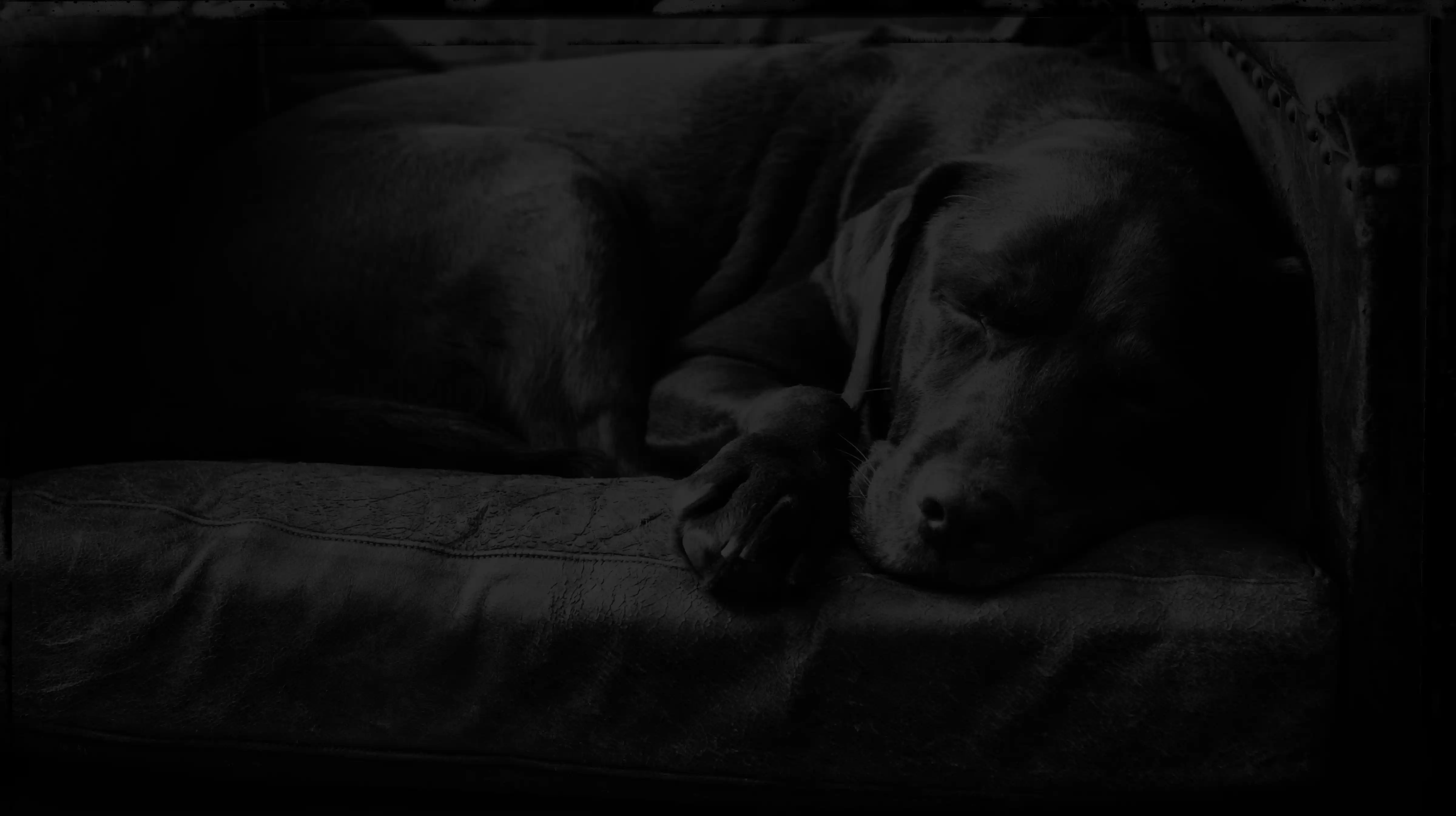 Acadia Drive Animal Clinic