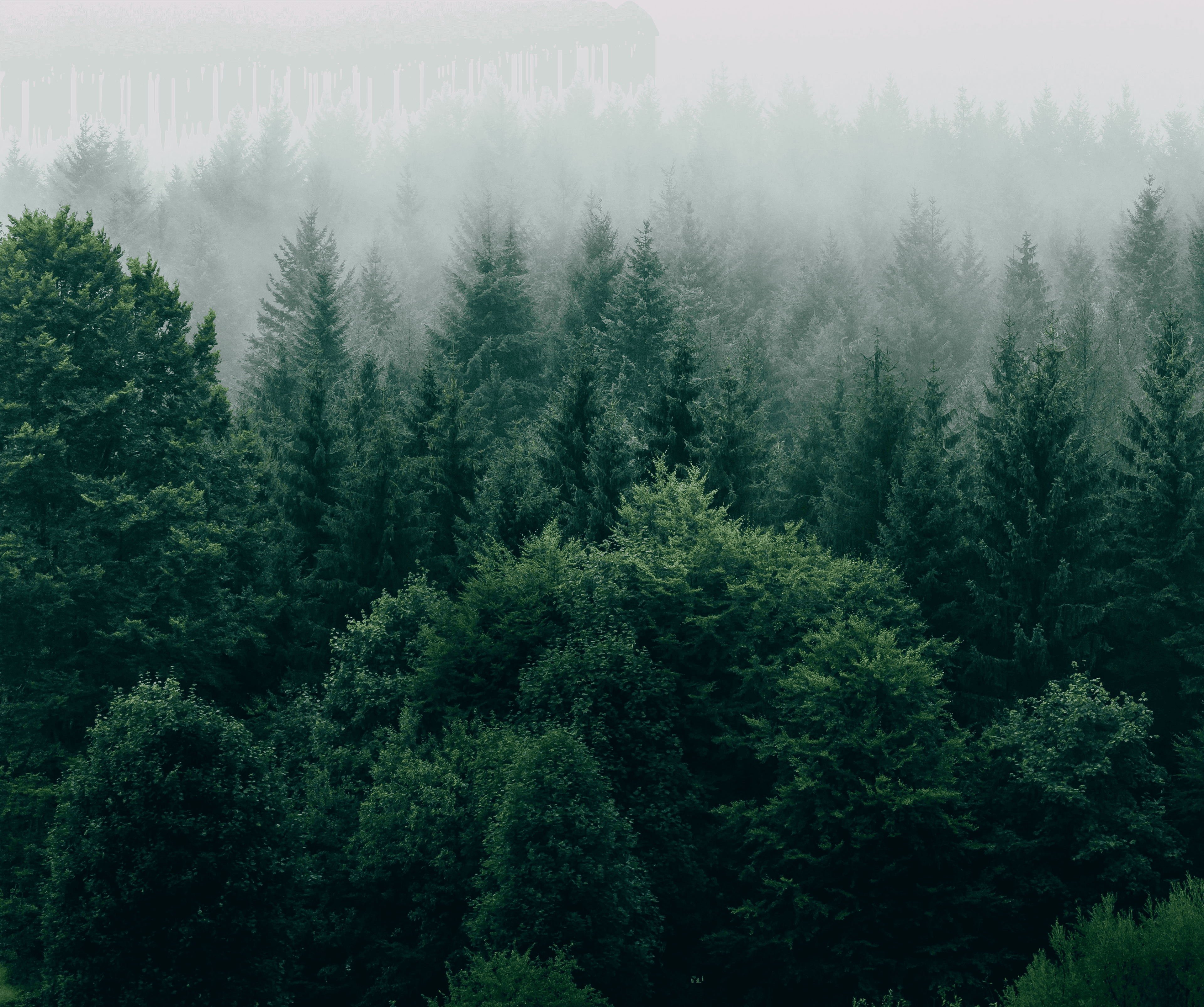 aerial photography of forest