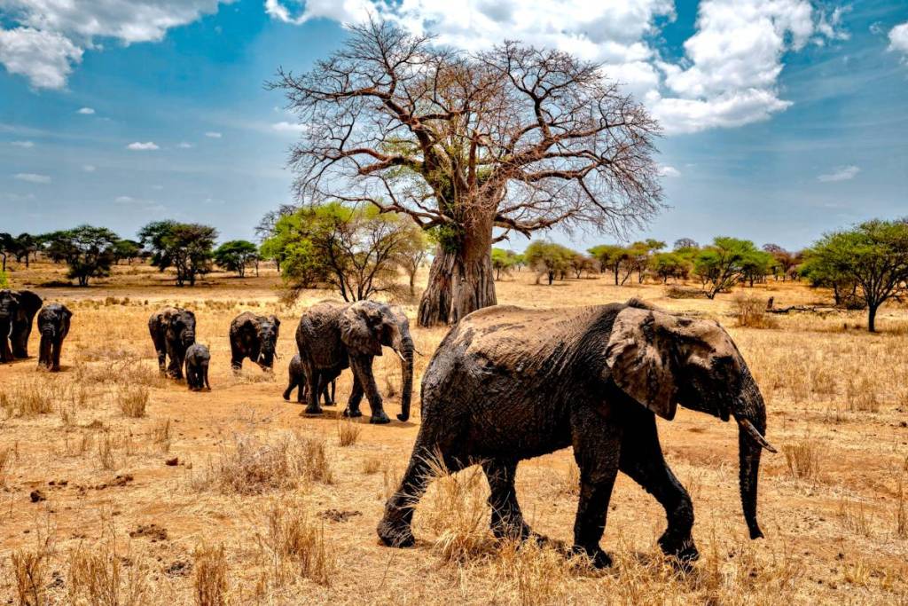 elephants in ngorongoro crater