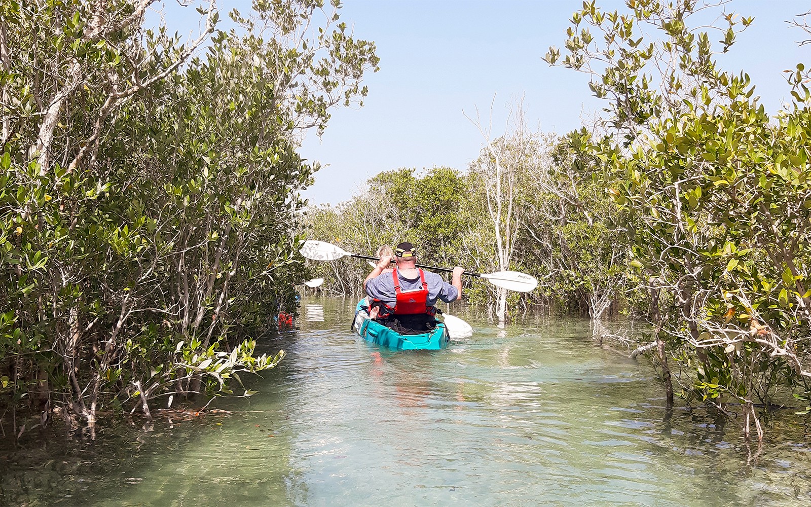 قوارب الكاياك تبحر عبر أشجار المانغروف في أبو ظبي.