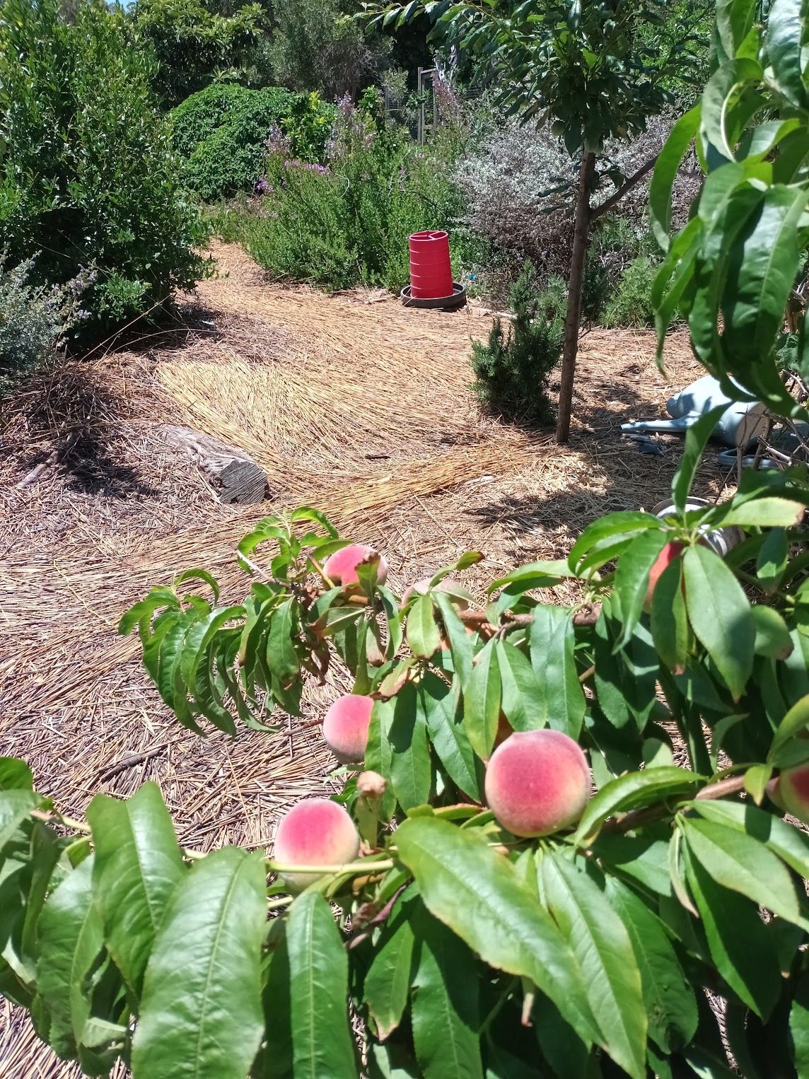 Peach tree heavy with fruit