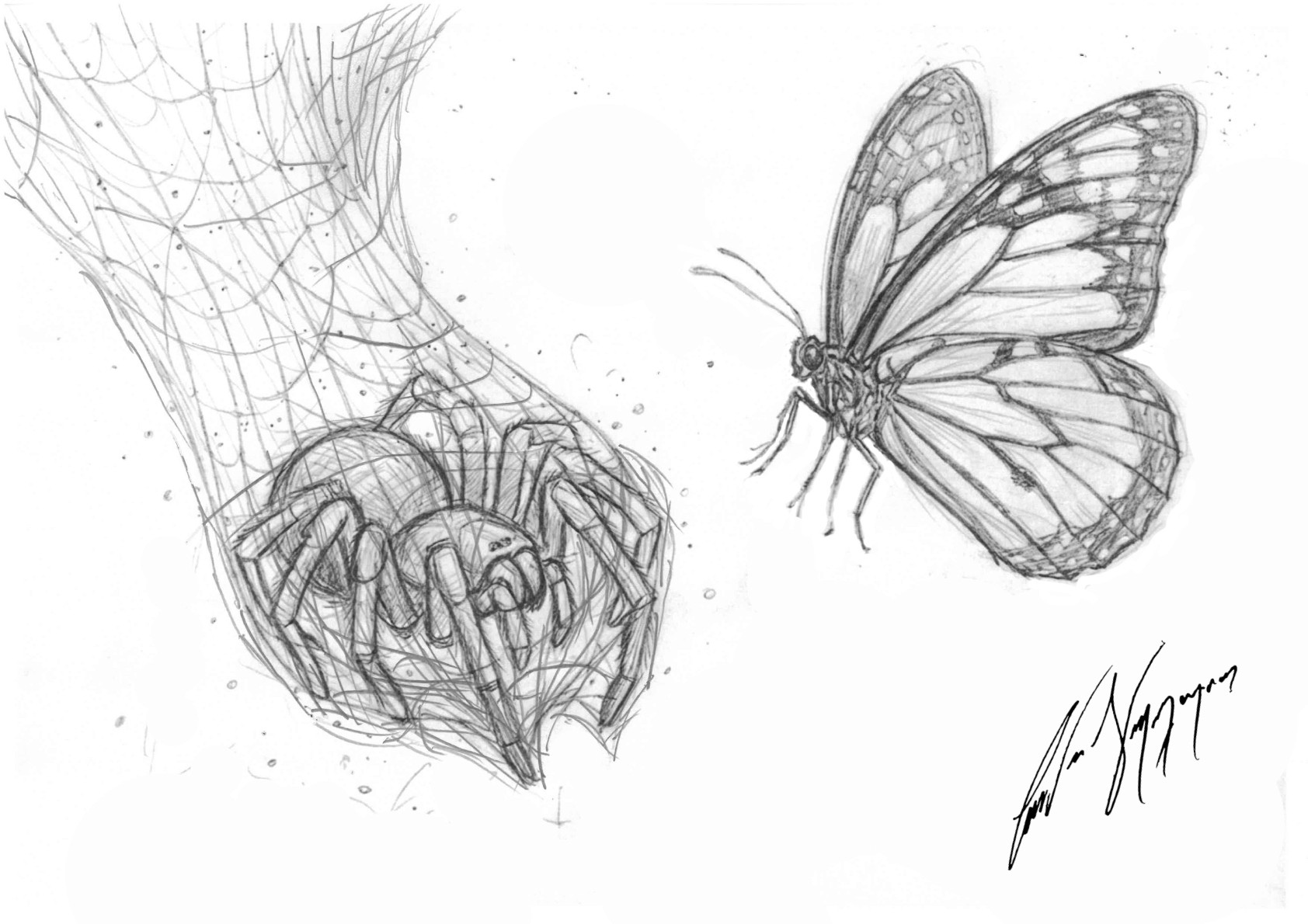 The Butterfly's Web - First Pencil Sketch