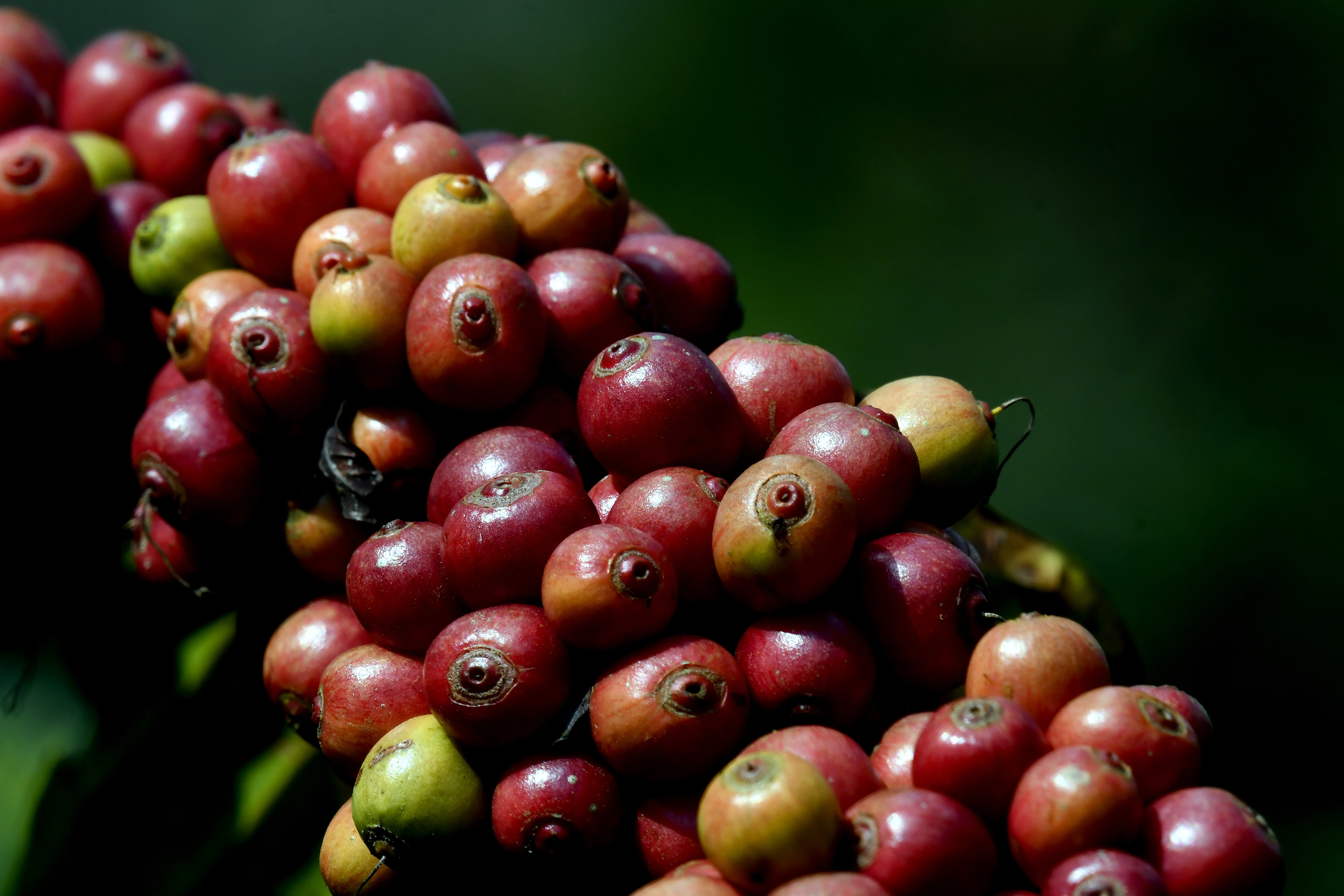 Coffee Cherry