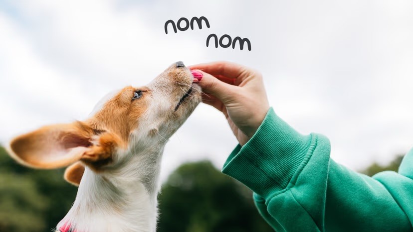 A Jack Russell Terrier puppy reaches up to take a treat from a person's hand outdoors, with the playful text "nom nom" overlaid above.