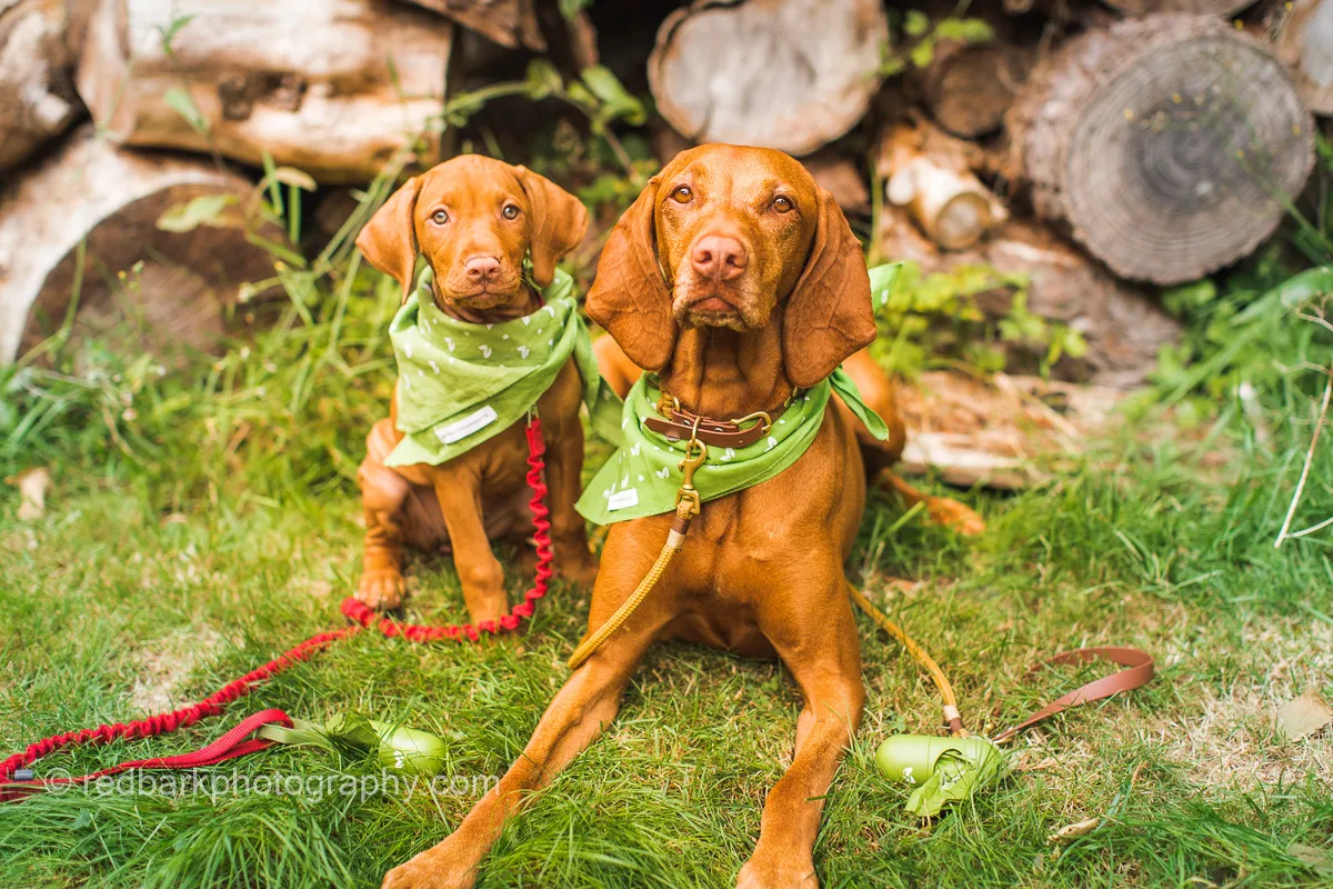 Service Photo Real Mehedi Free Framer Template Photography