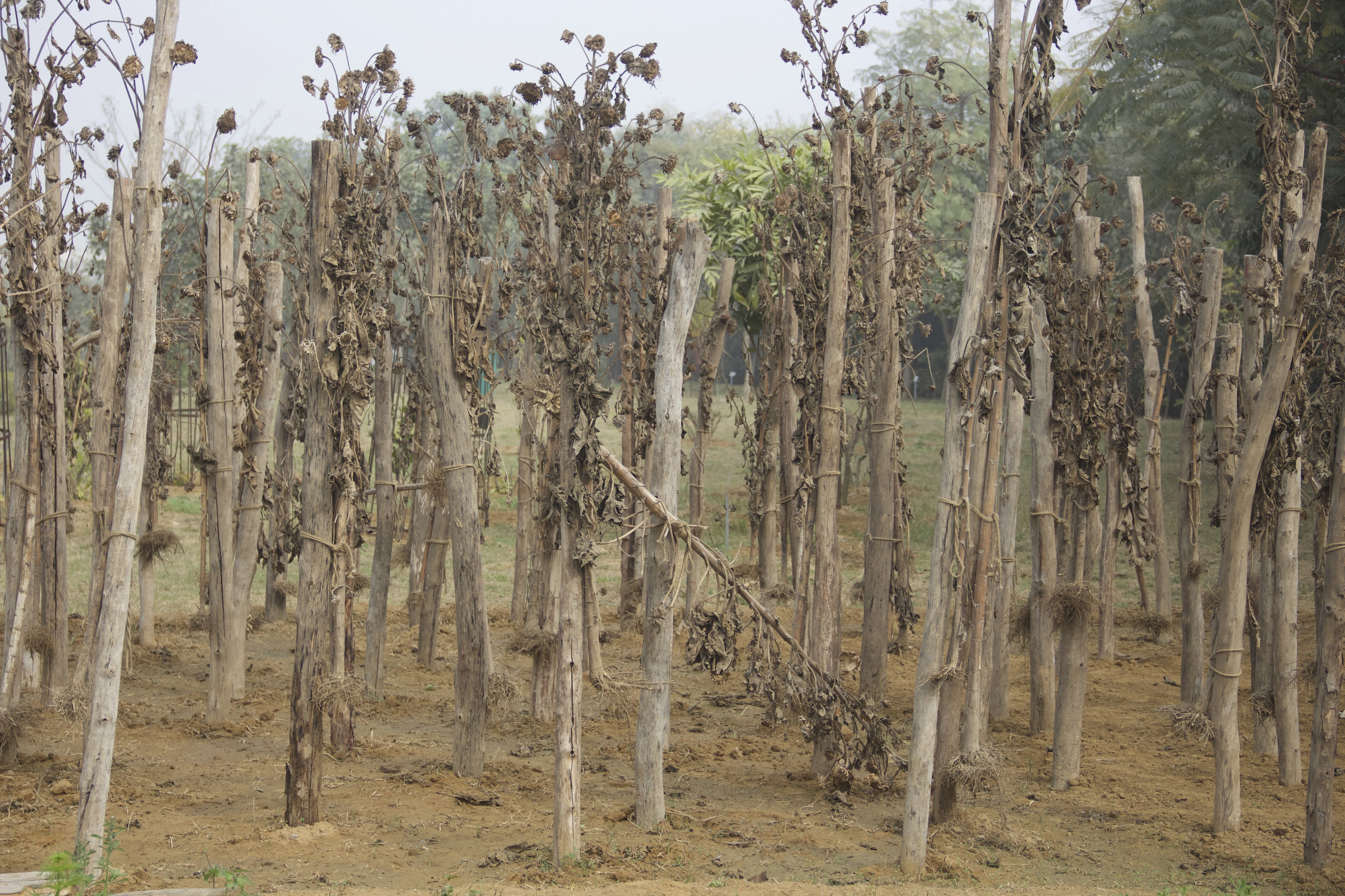 herd of sheep on road painting
