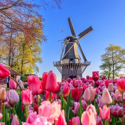 Keukenhof