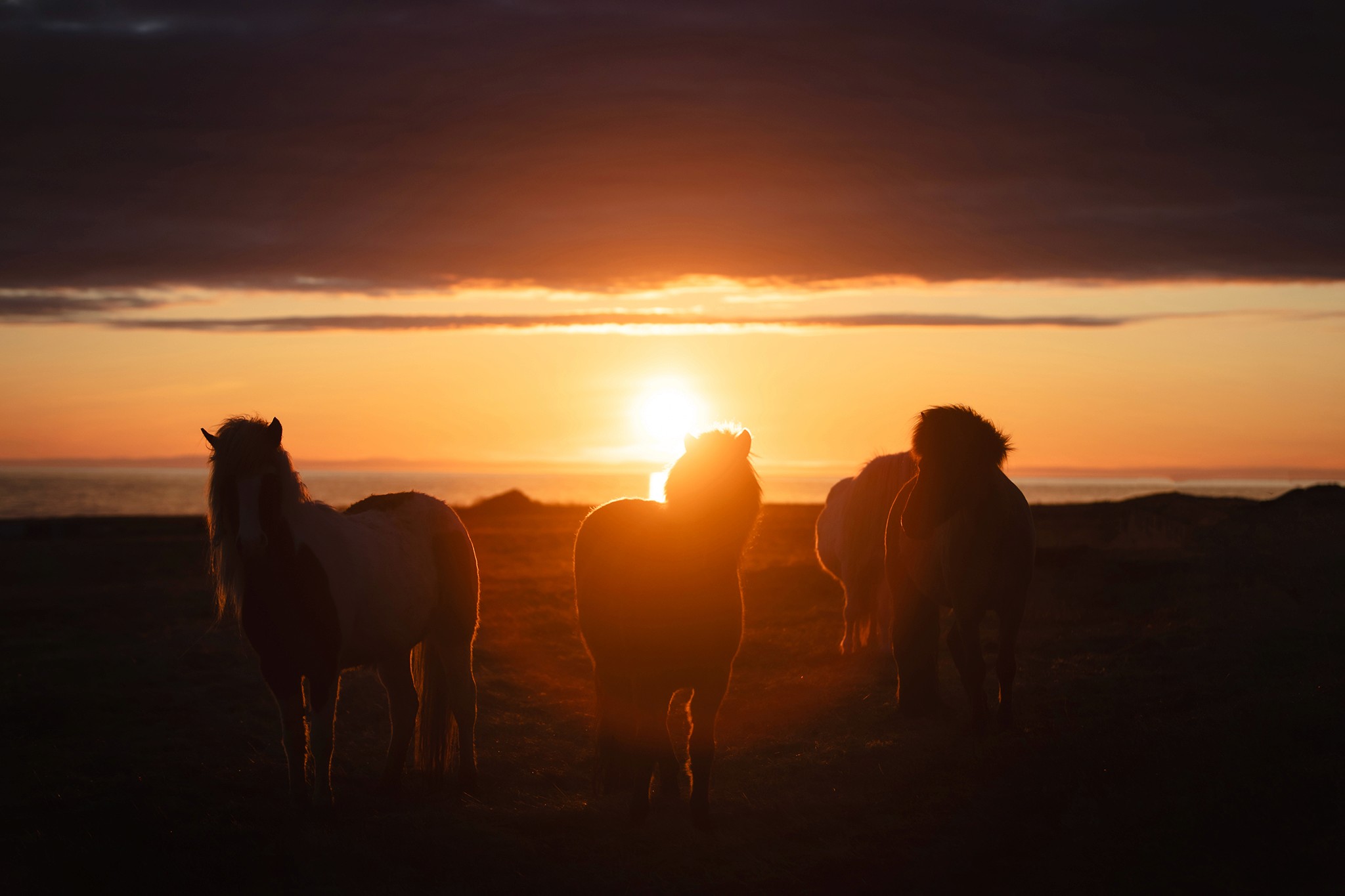 Horses in the evening sun