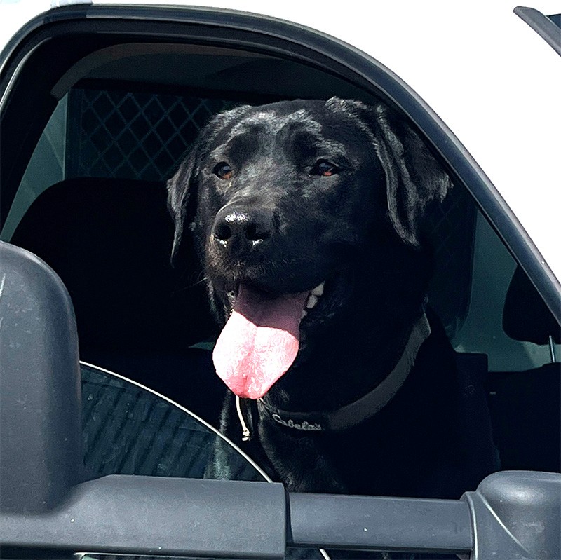 dog black lab smiling