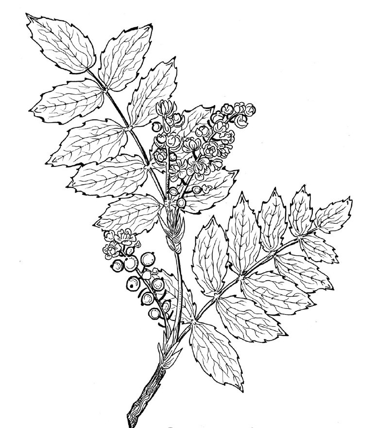 Low Oregon Grape