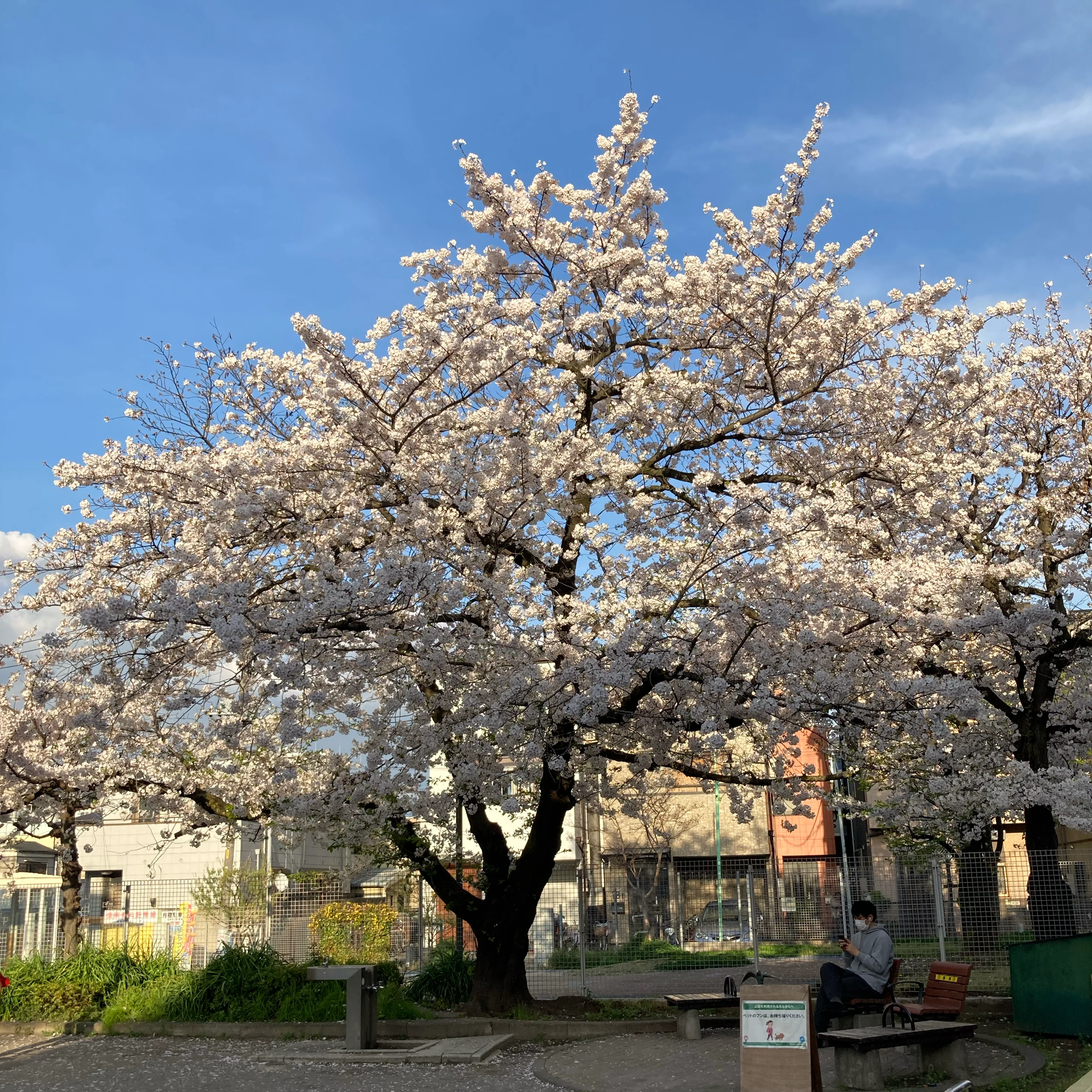 a cherry blossom in the park