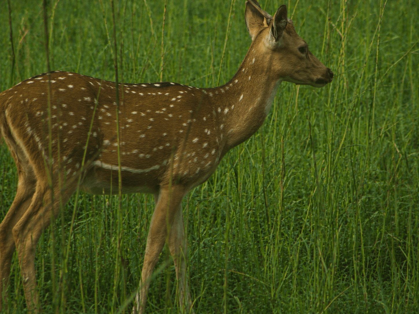 spotted deer Standing among tall green grass.
